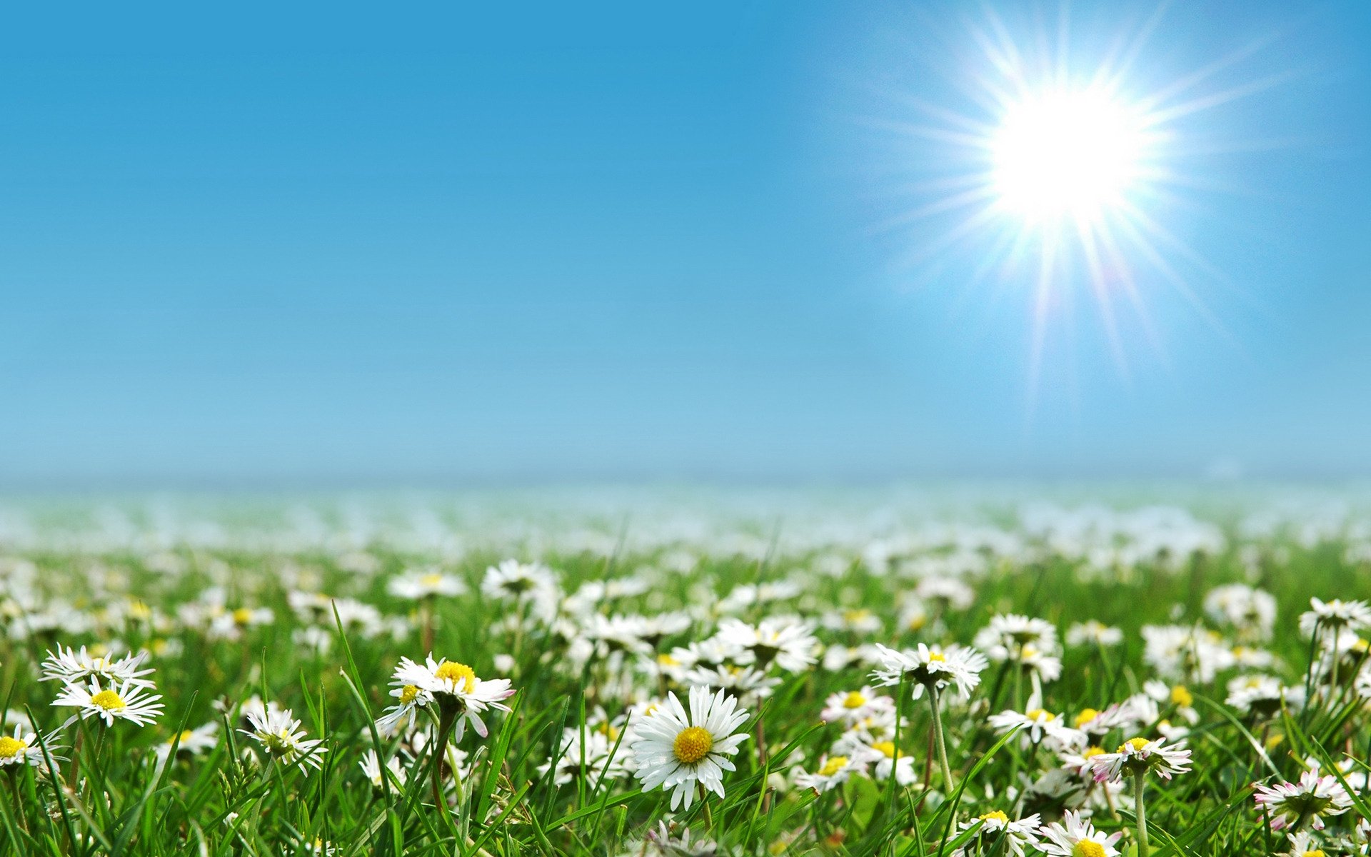 flower field the field of the field sun nature landscape