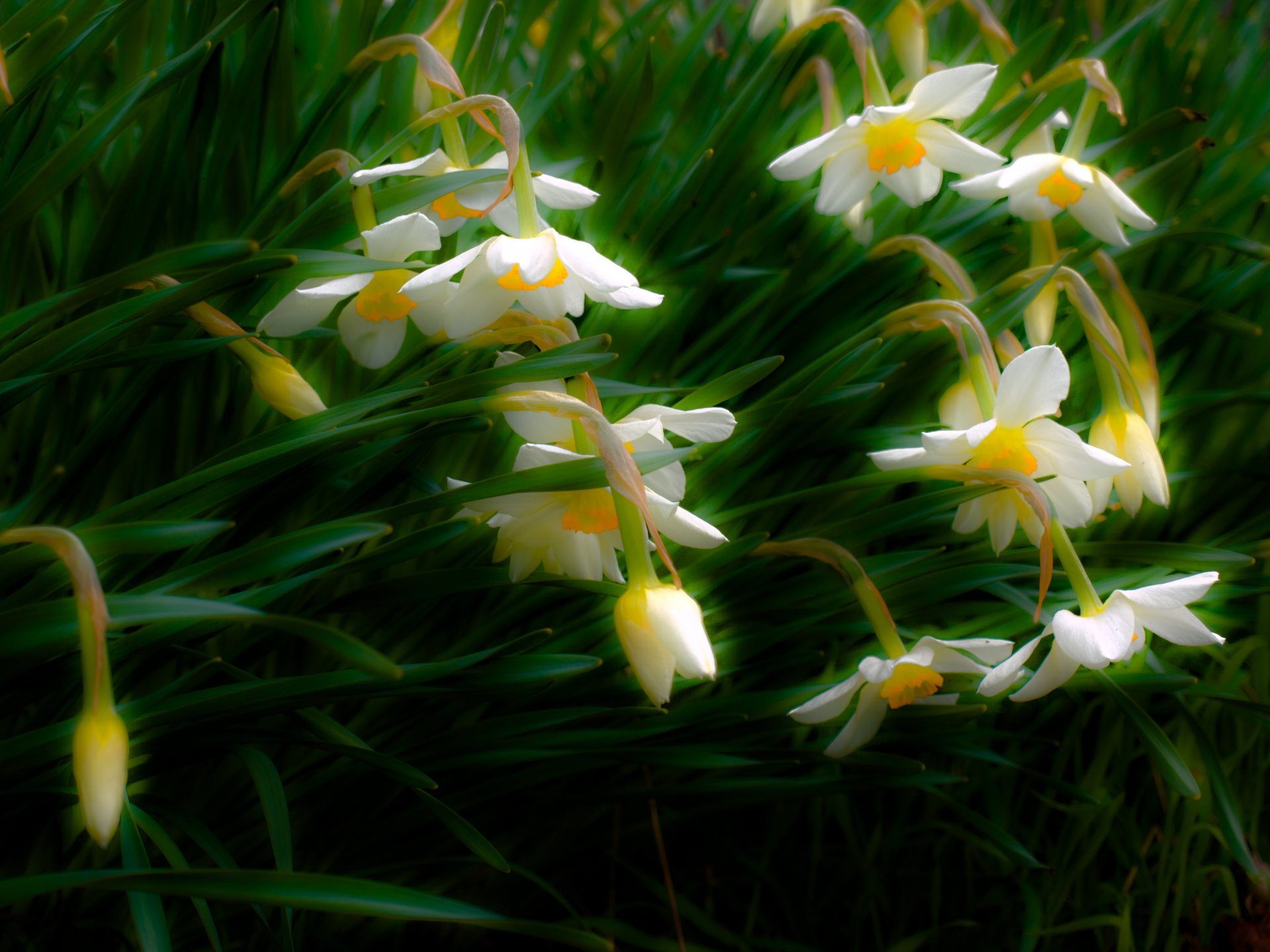 flores narcisos naturaleza primavera