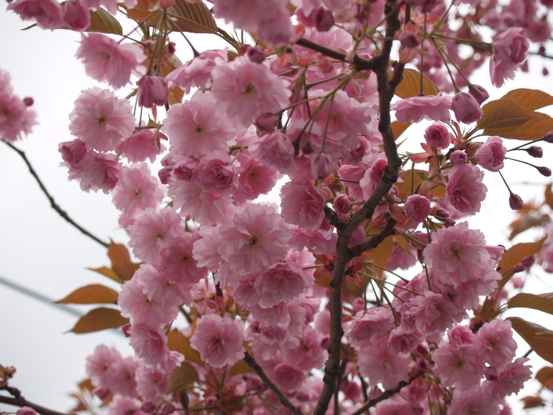 sakura fiori petali rosa albero rami cielo macro primavera tenerezza