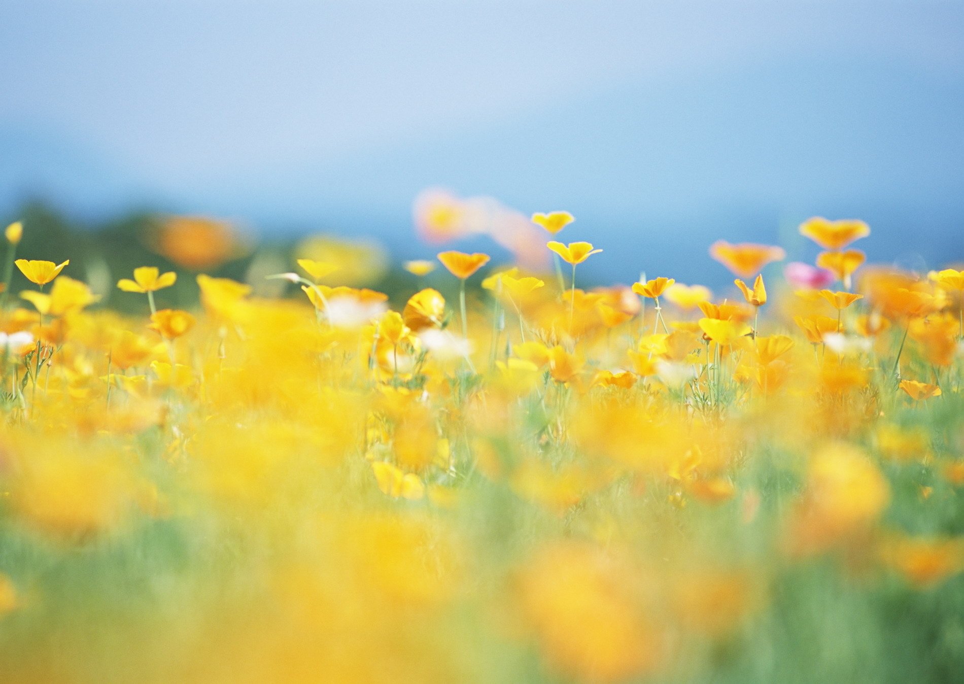 flower yellow field summer sun nature blur