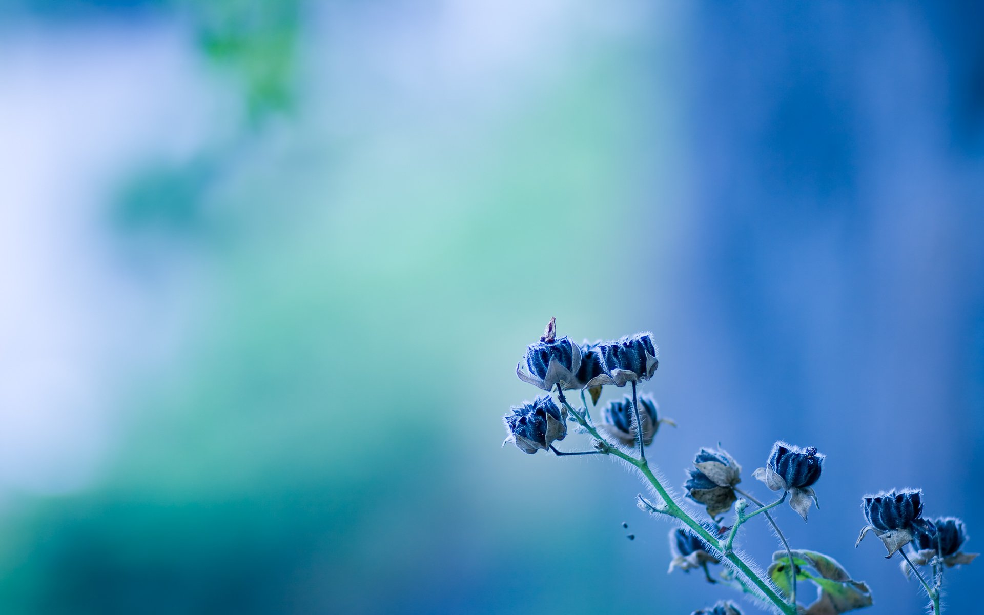 fleur bleu texture bleu clair cloche