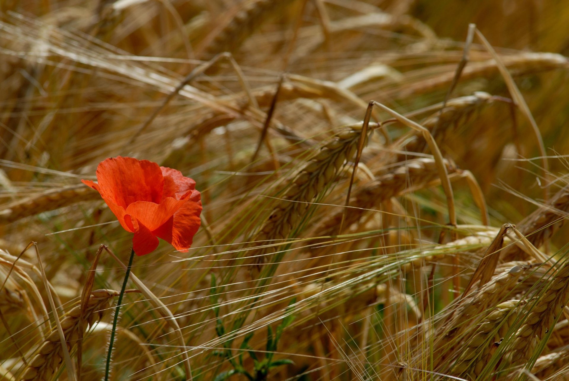 amapolas campo espigas