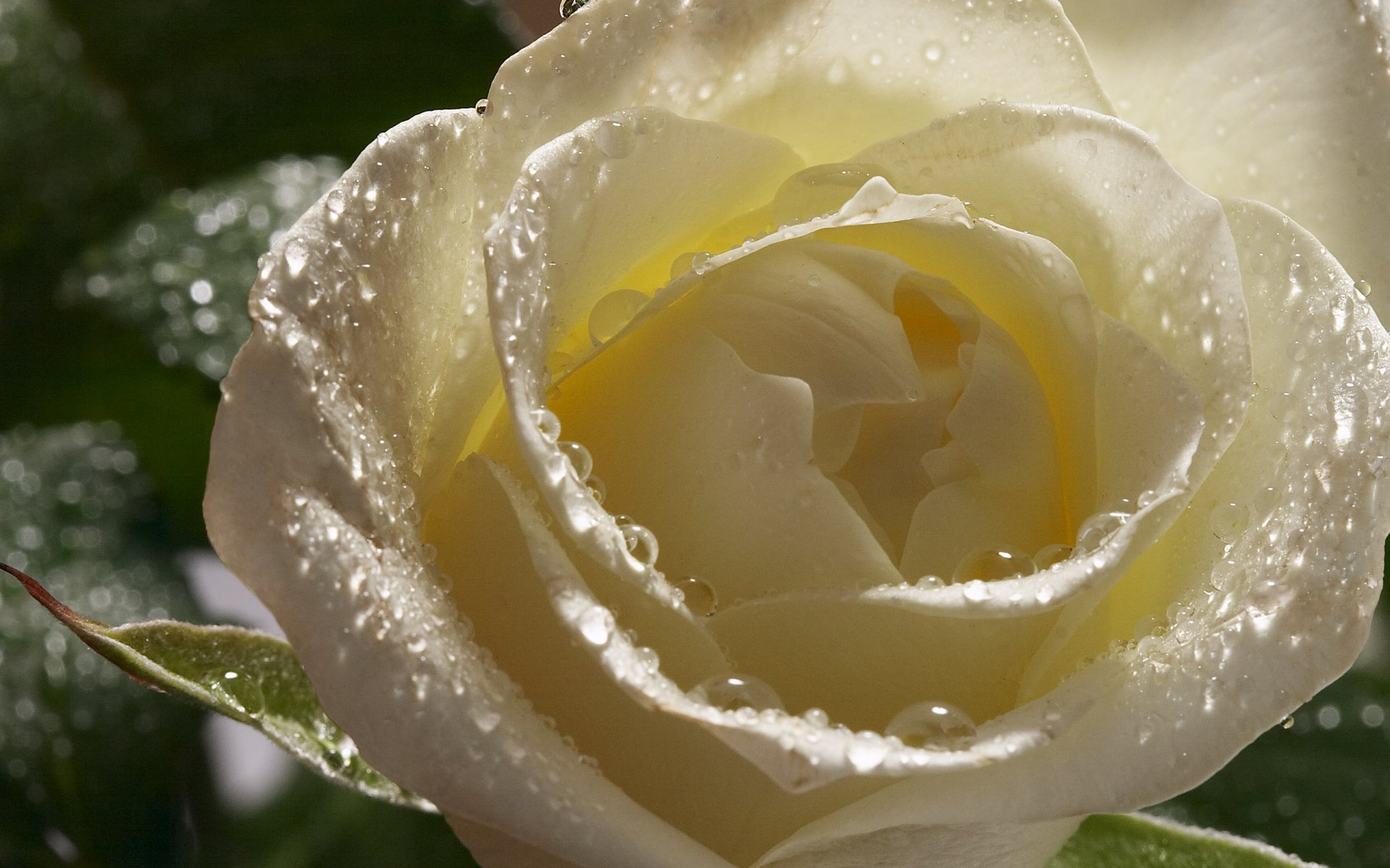 rosa bocciolo petali fiori bianco gocce rugiada