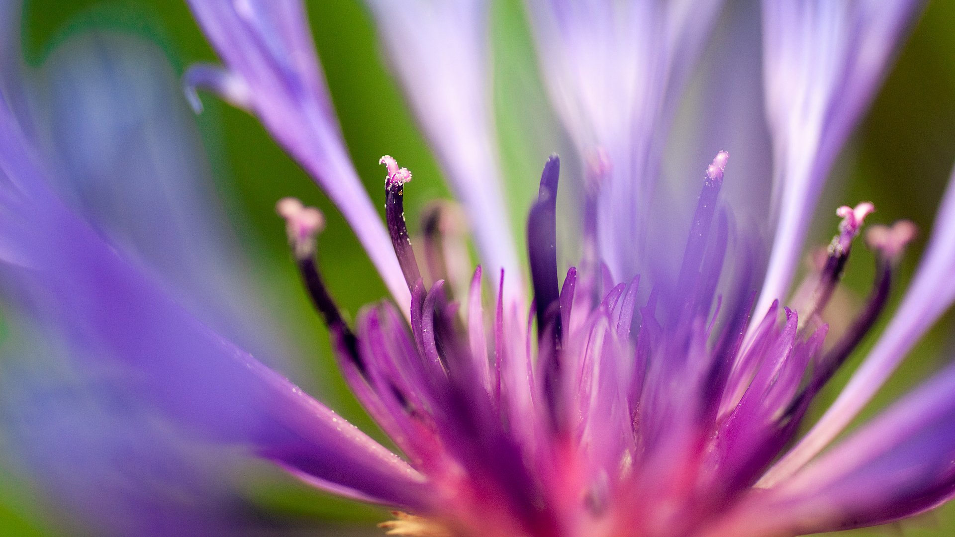 sommer-blitz blume lippenblüten