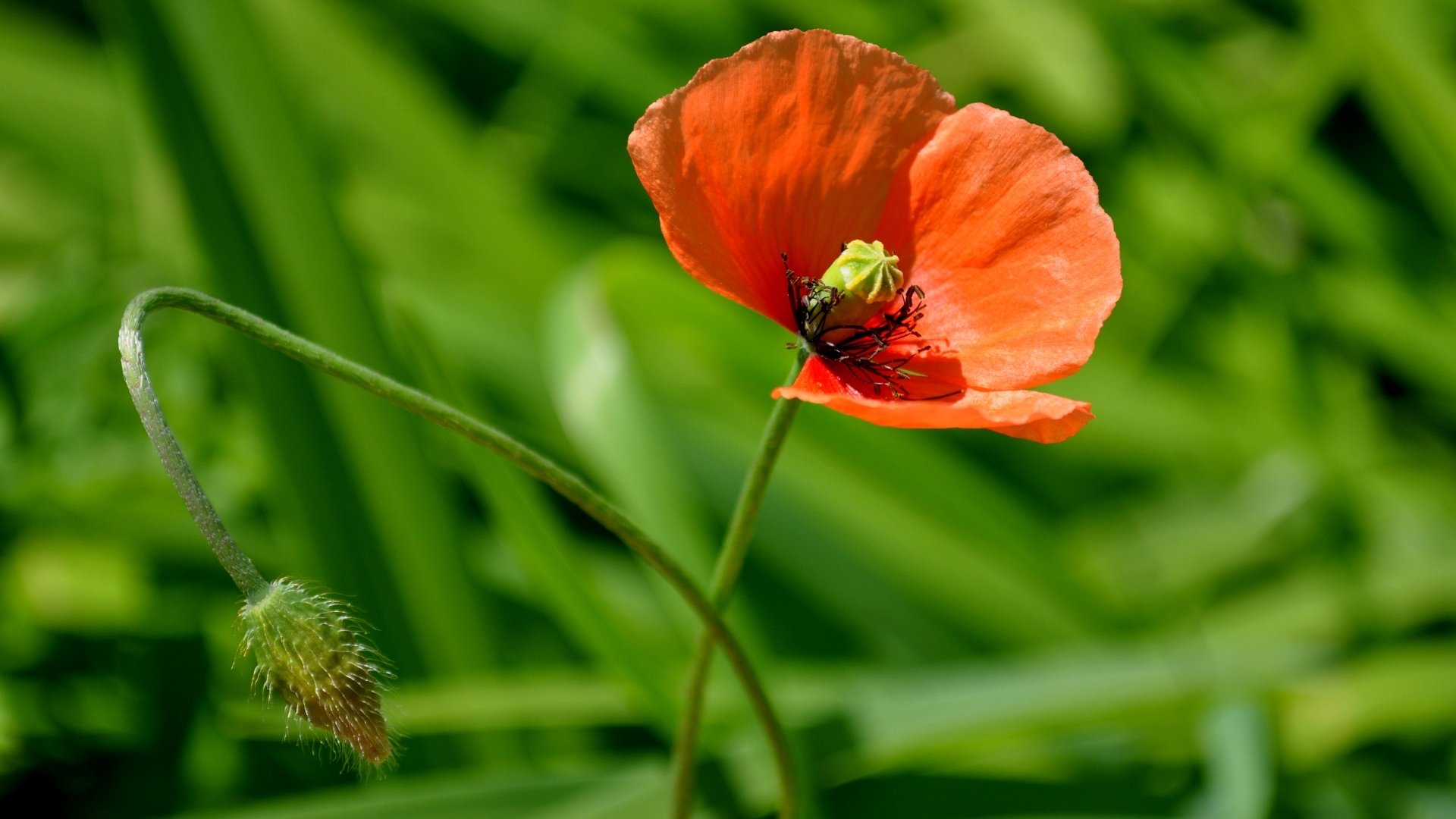 papavero fiore macro fiori natura