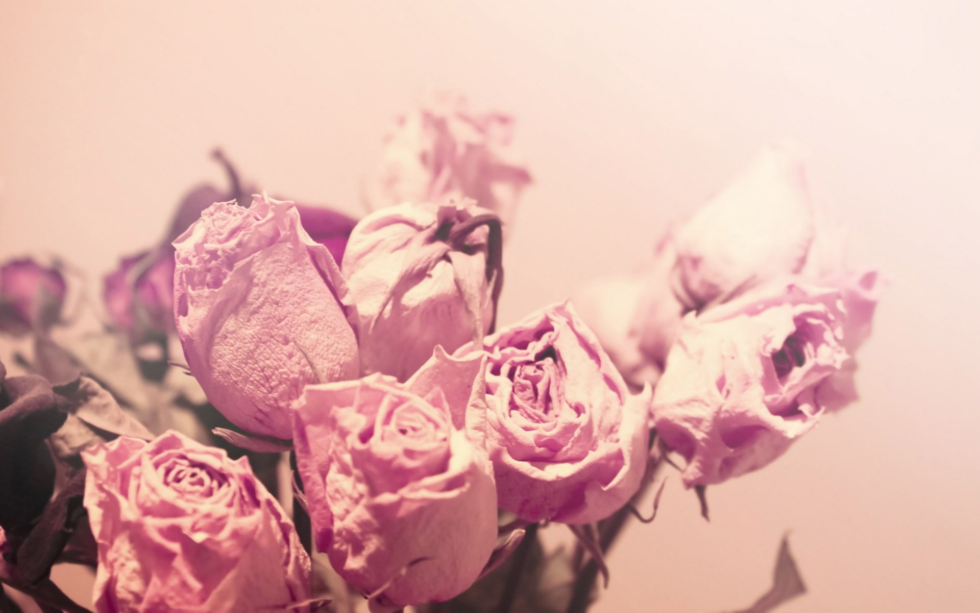 roses flower dried pink tender light flowers close up