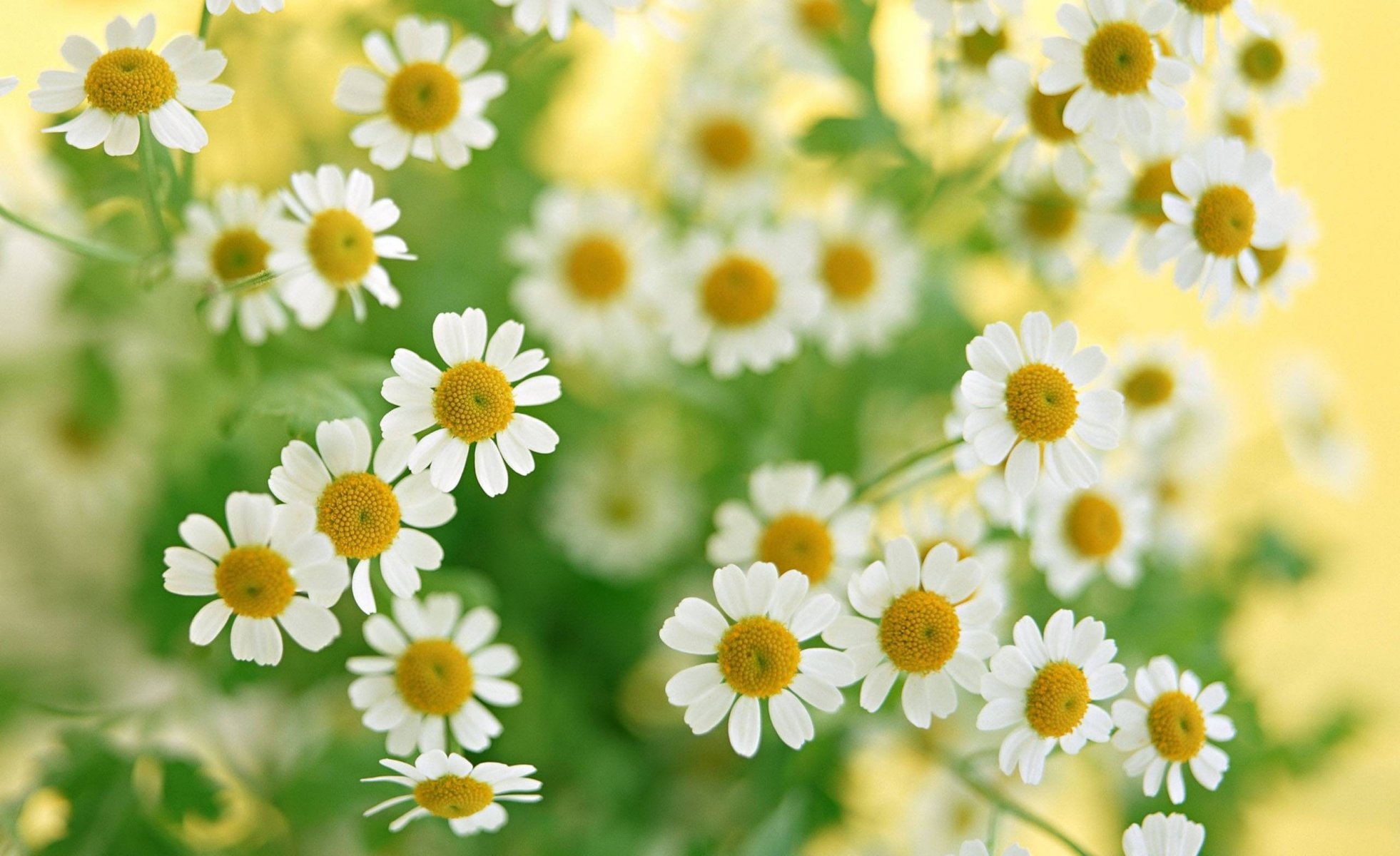 chamomile flower white bouquet plants green close up