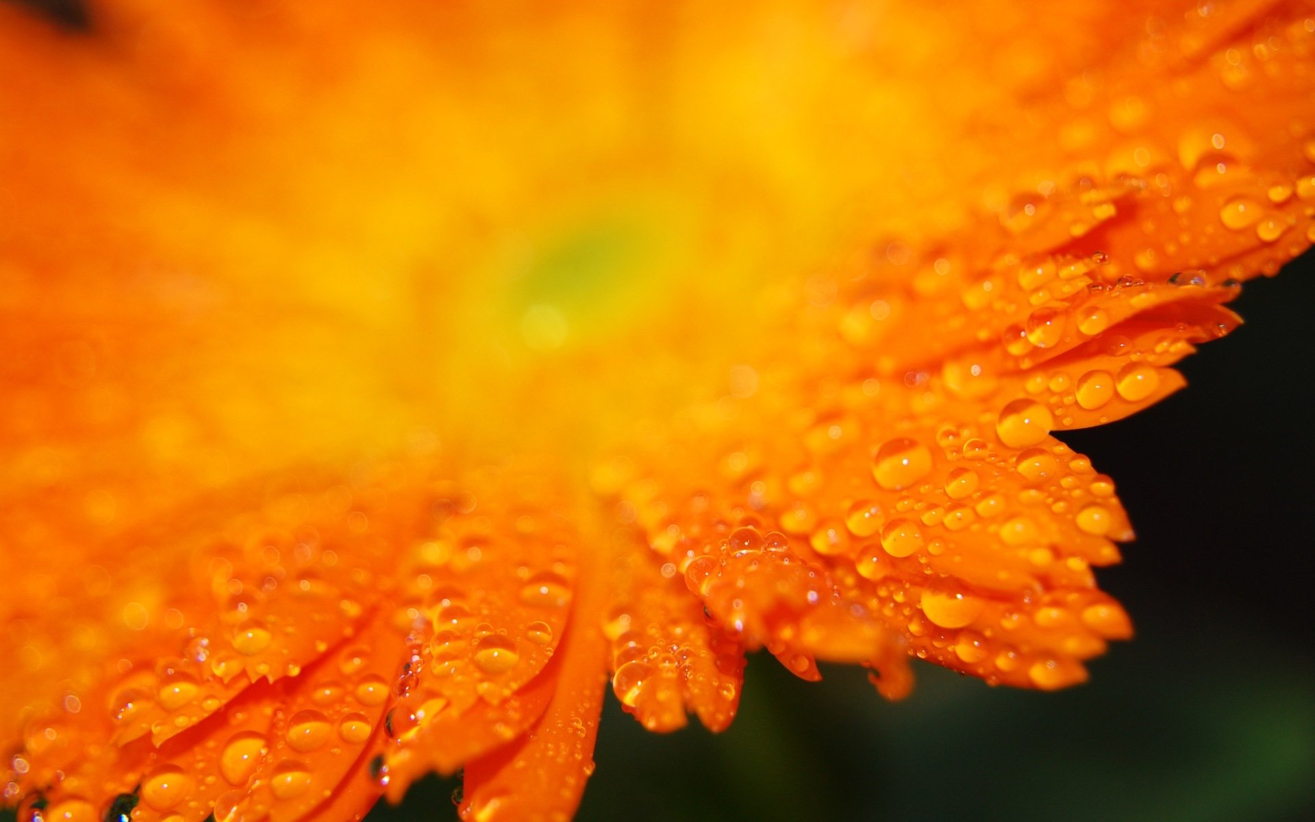 petals drops orange