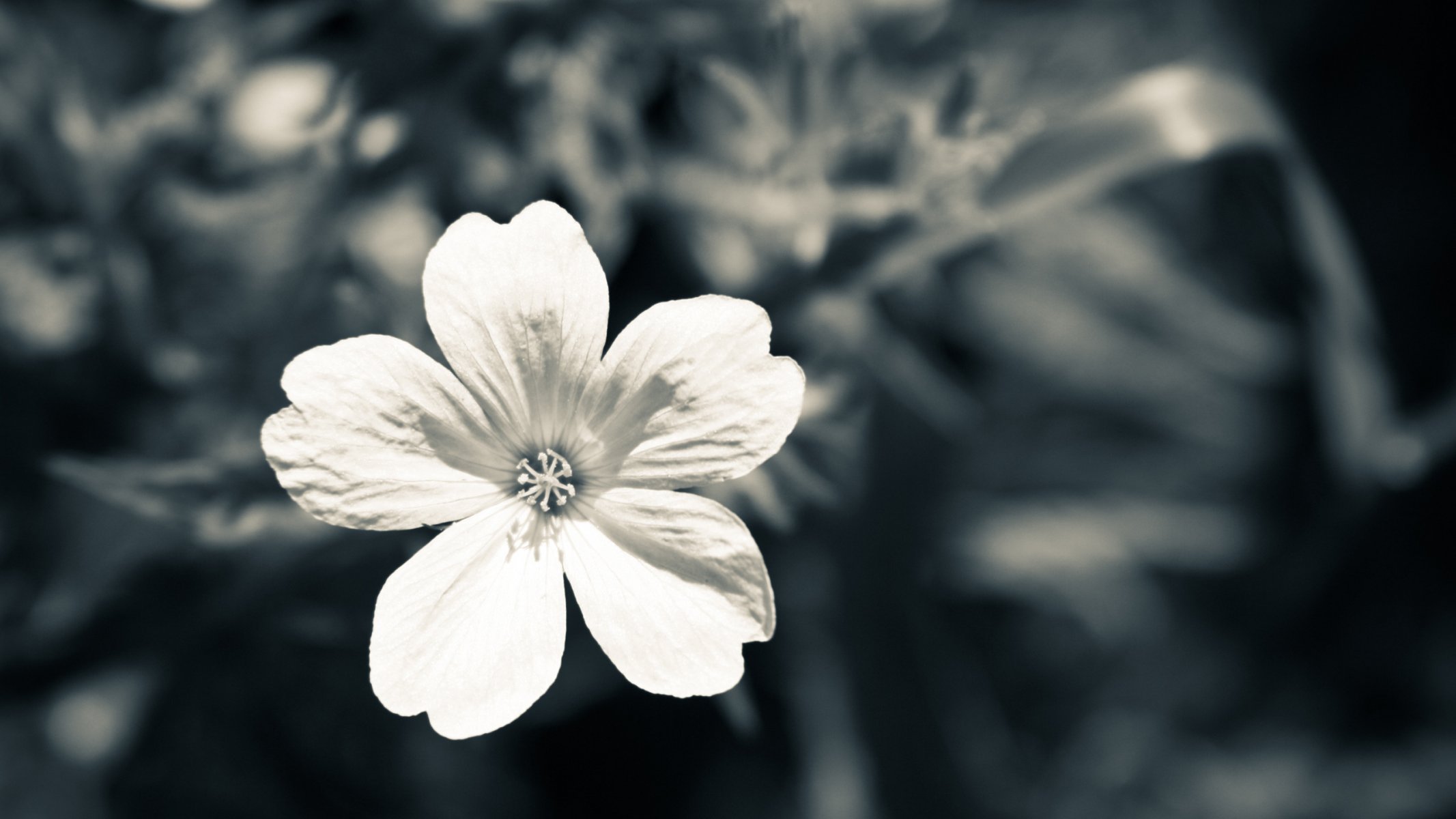 blanco macro gris