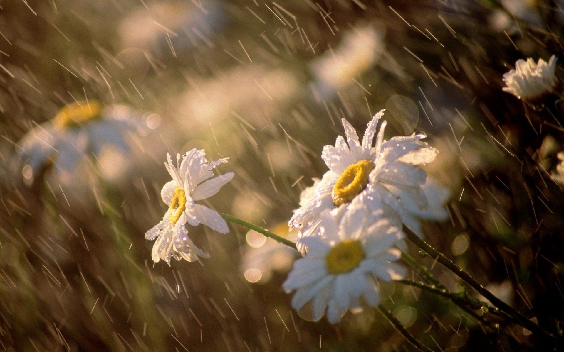 pluie vent marguerites fleurs gros plan