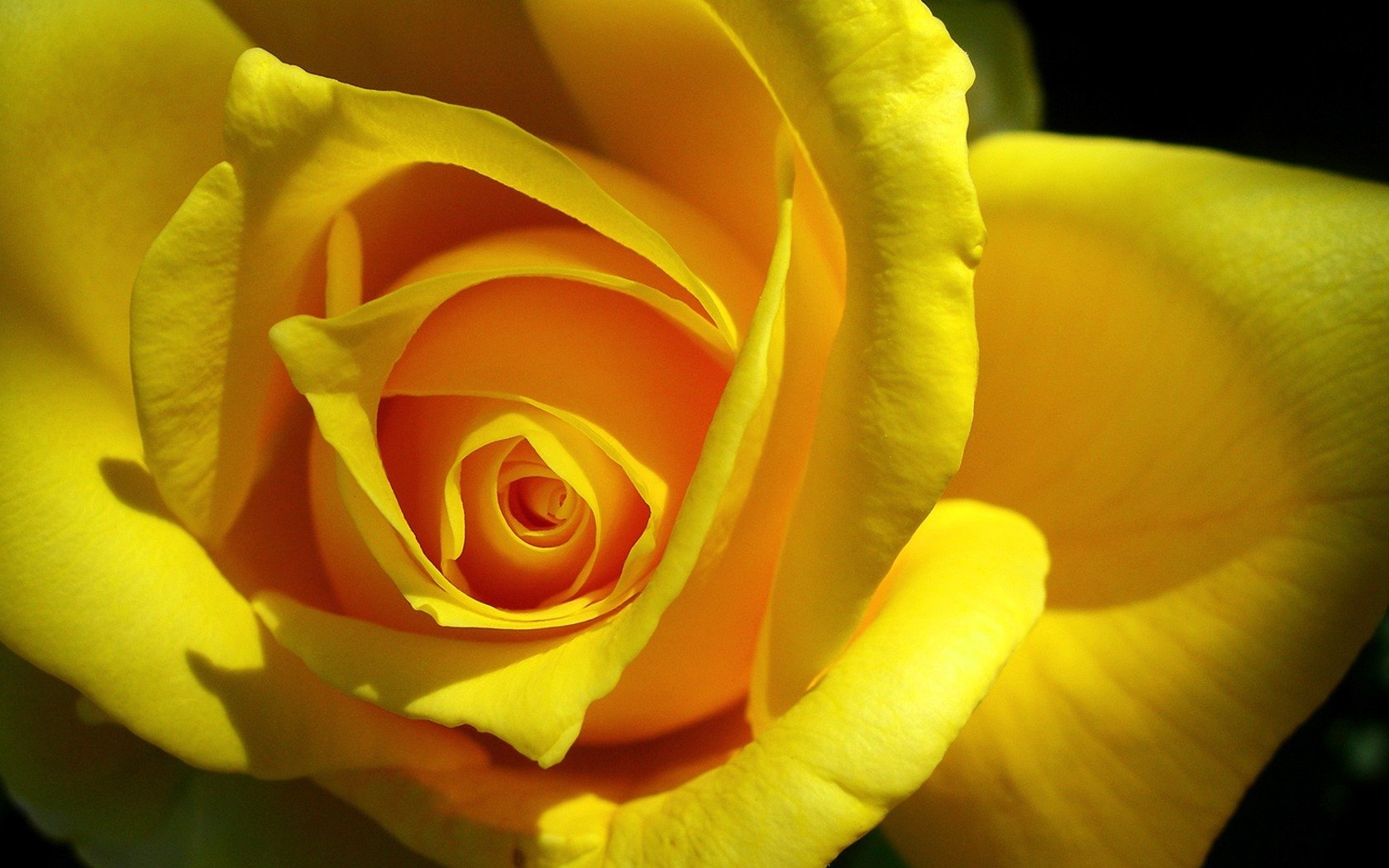 fleurs macro rose roses nature macro photo