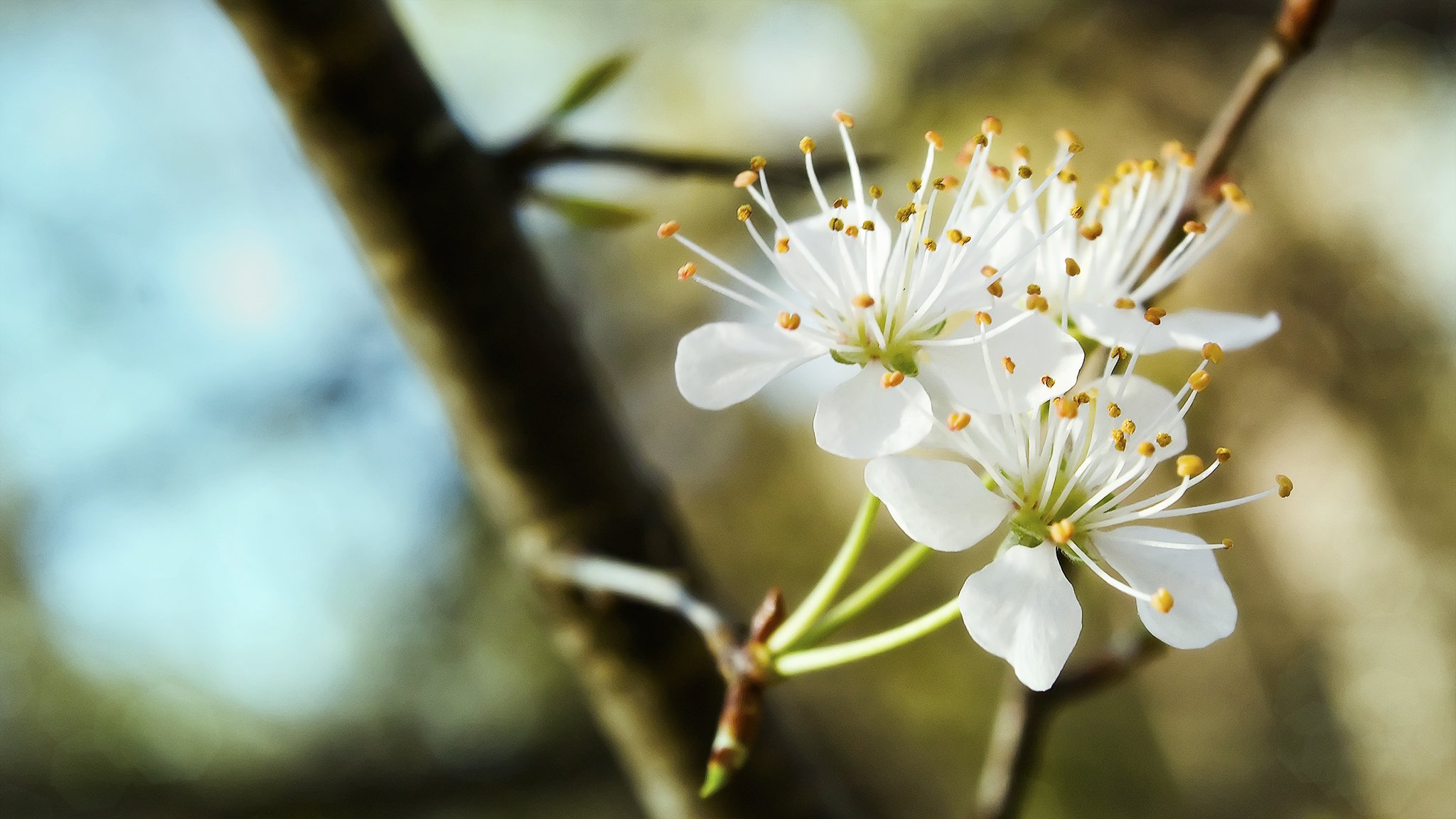 trío blanco como la nieve floración