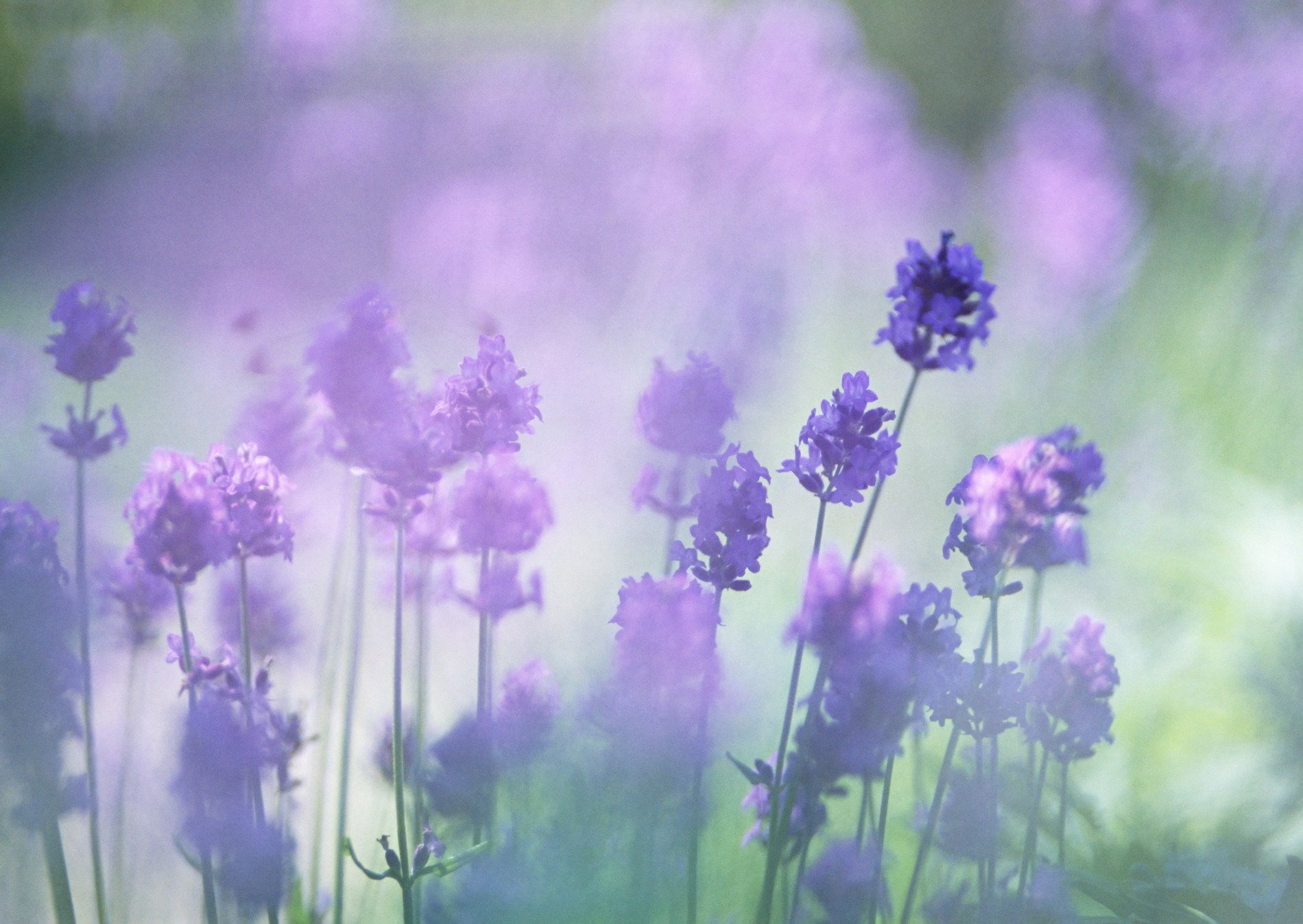 lavender flower lilac blur