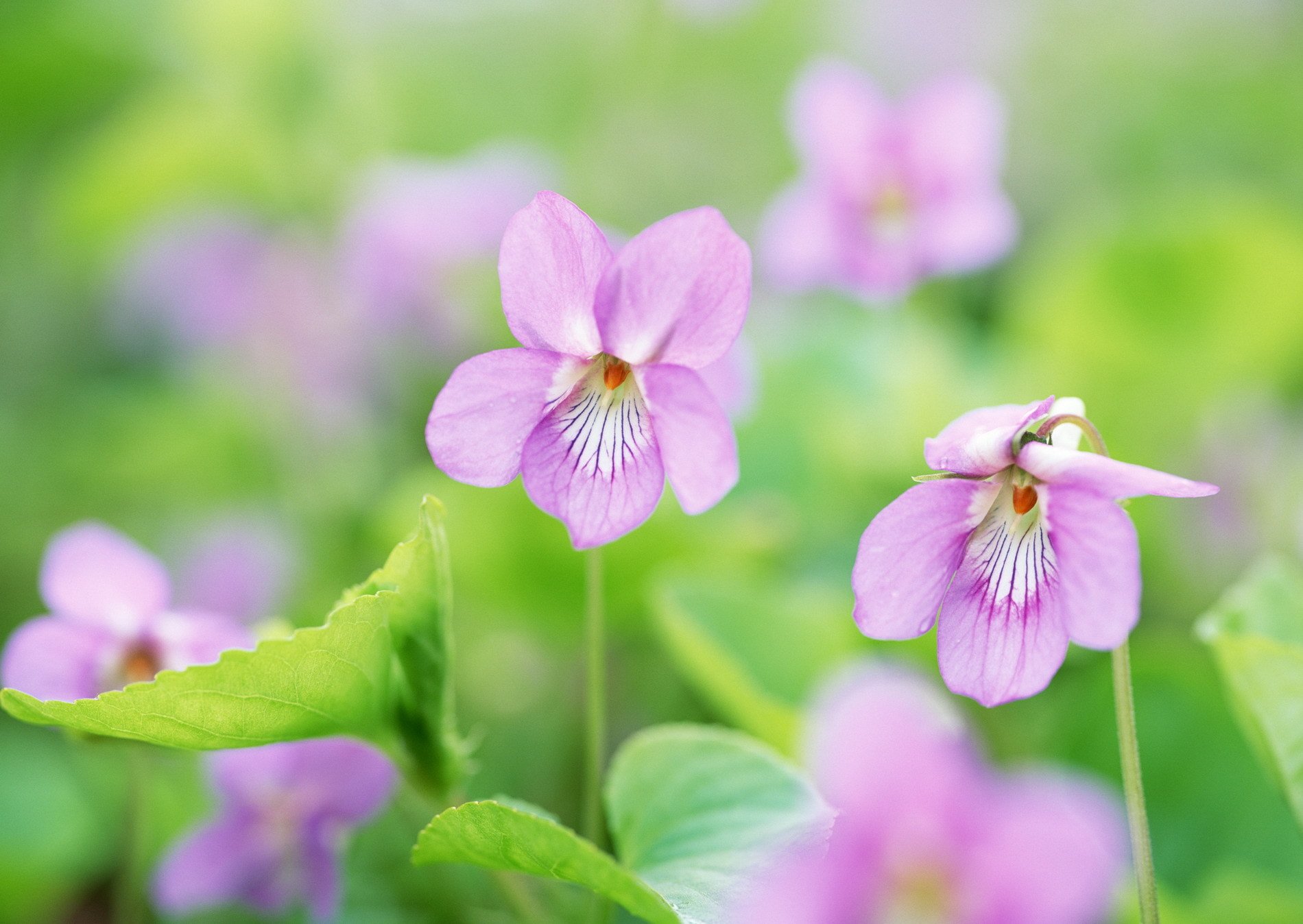 fiori verdi primavera tenerezza