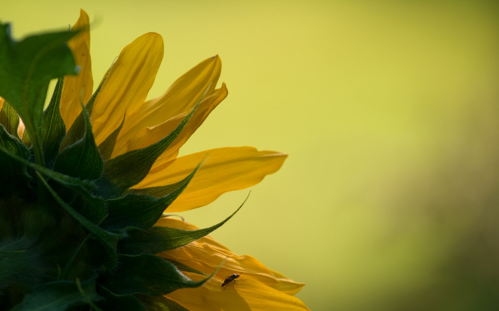 tournesol nature photographie de gros plan