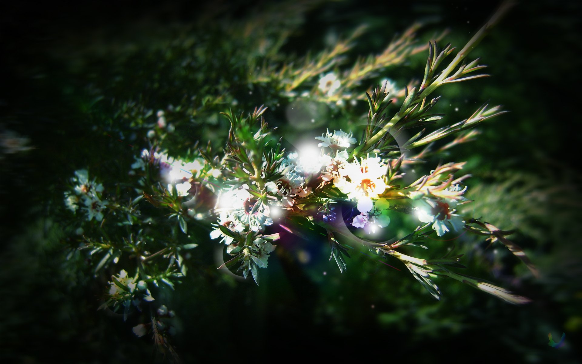 green plants leaves flower rays sun