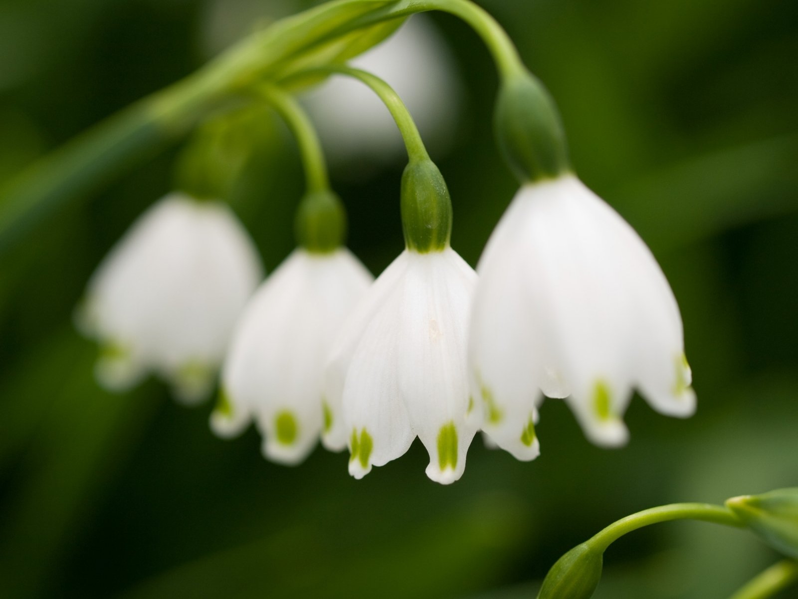 lily of the valley white odorou