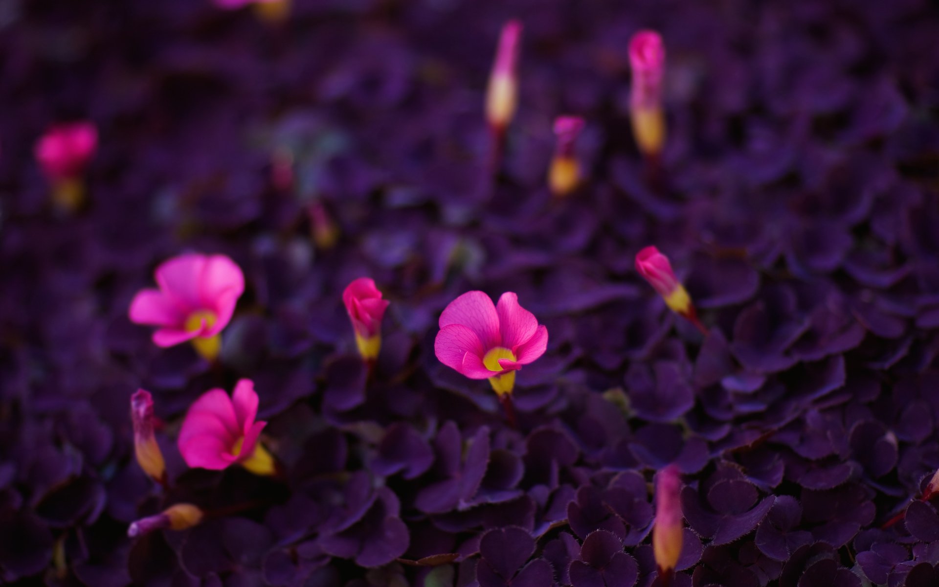 fiori bellezza colori vivaci