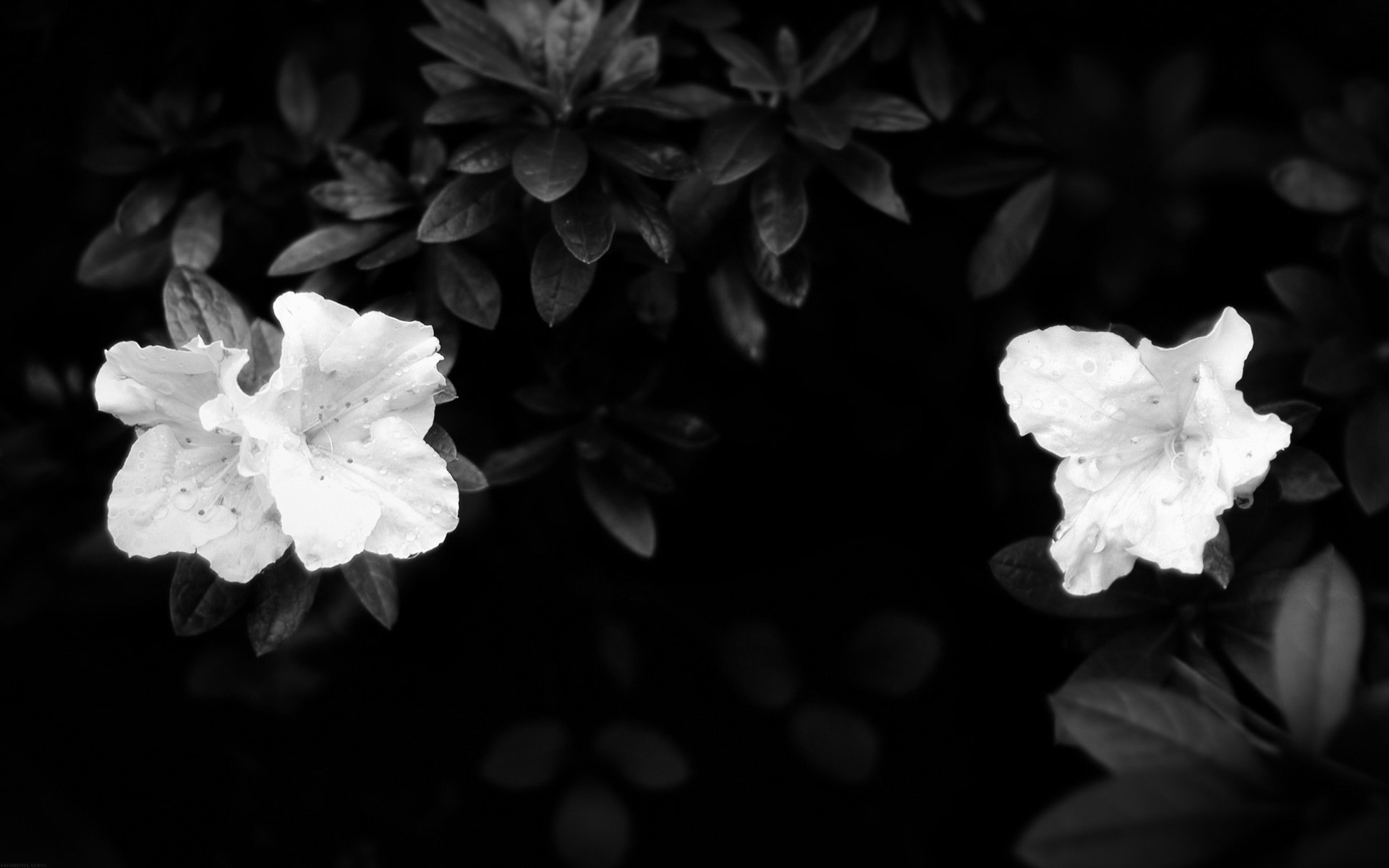 leaves white dark