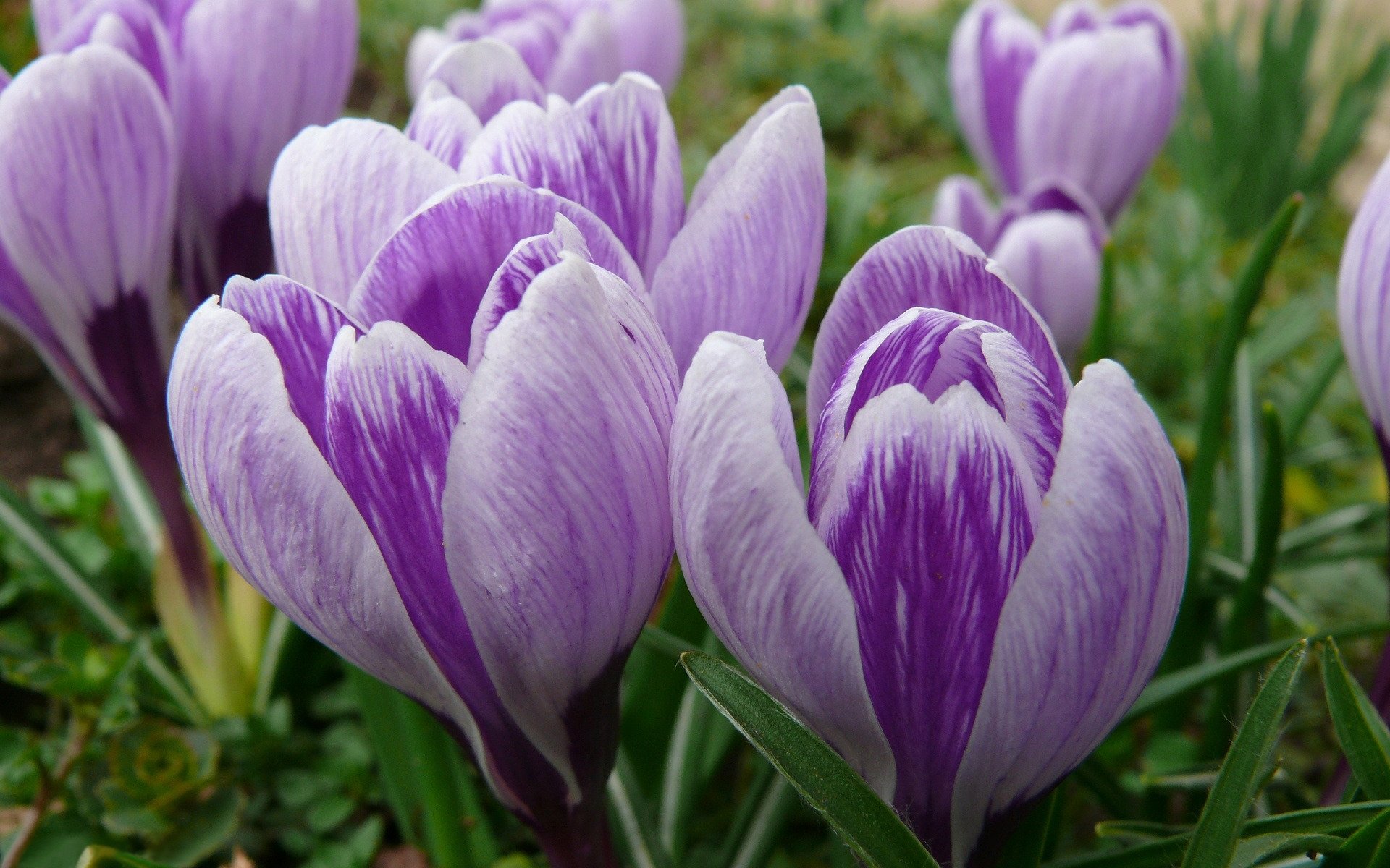 azafranes brotes flores prímula primavera macro