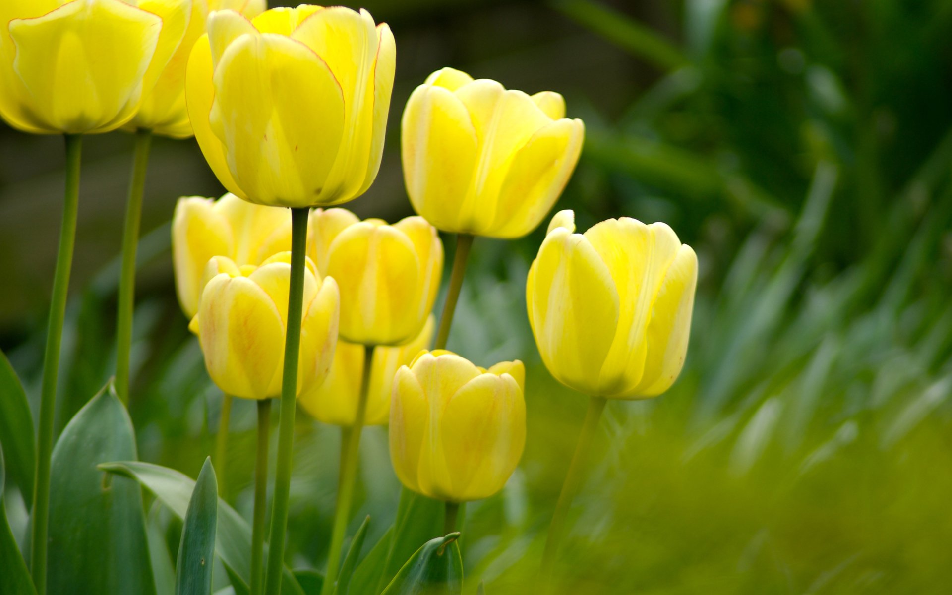 blumen mit natur makrofoto garten feld lichtung pflanzen naturfoto