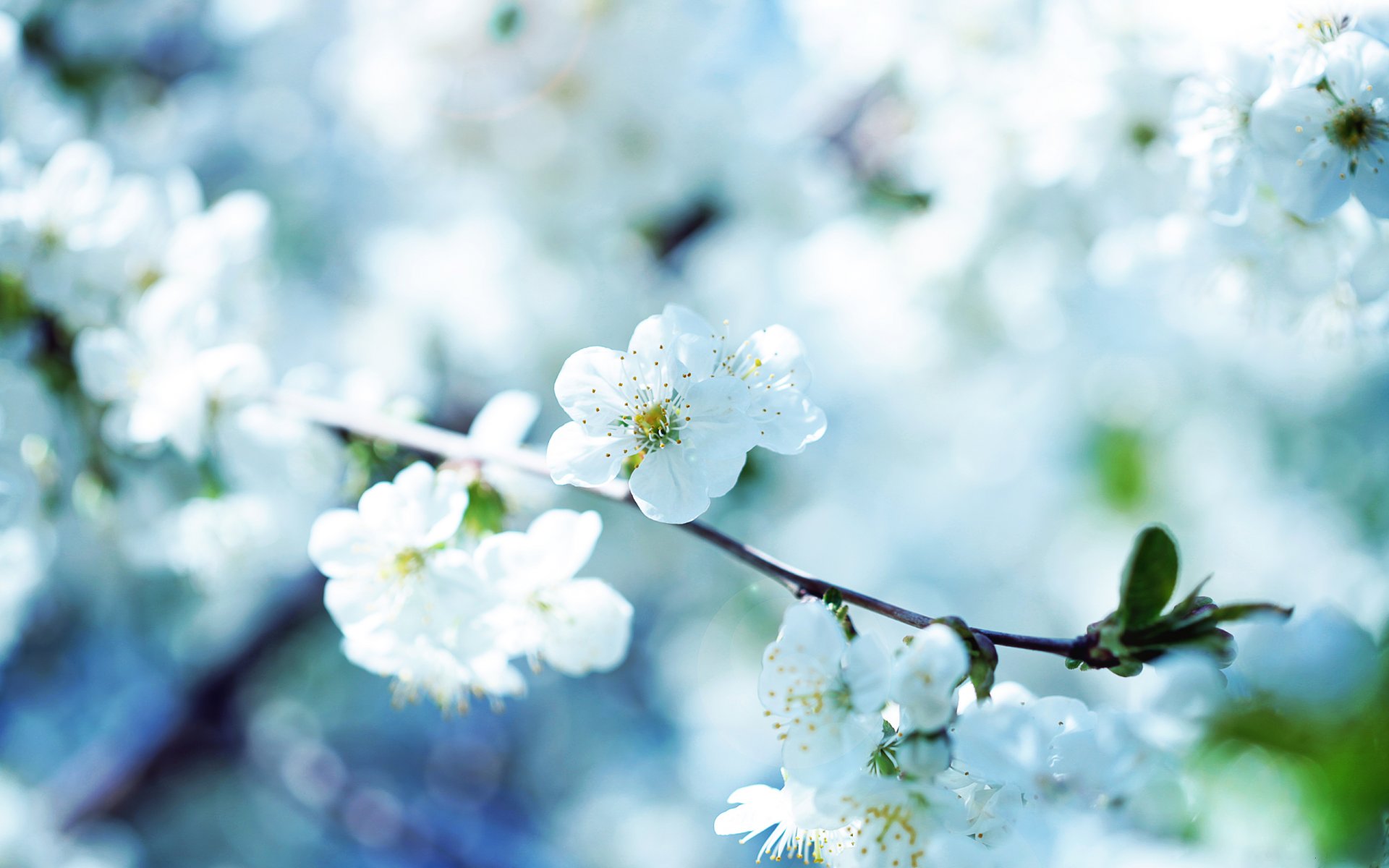 nature macro fleur fleurs photo macro