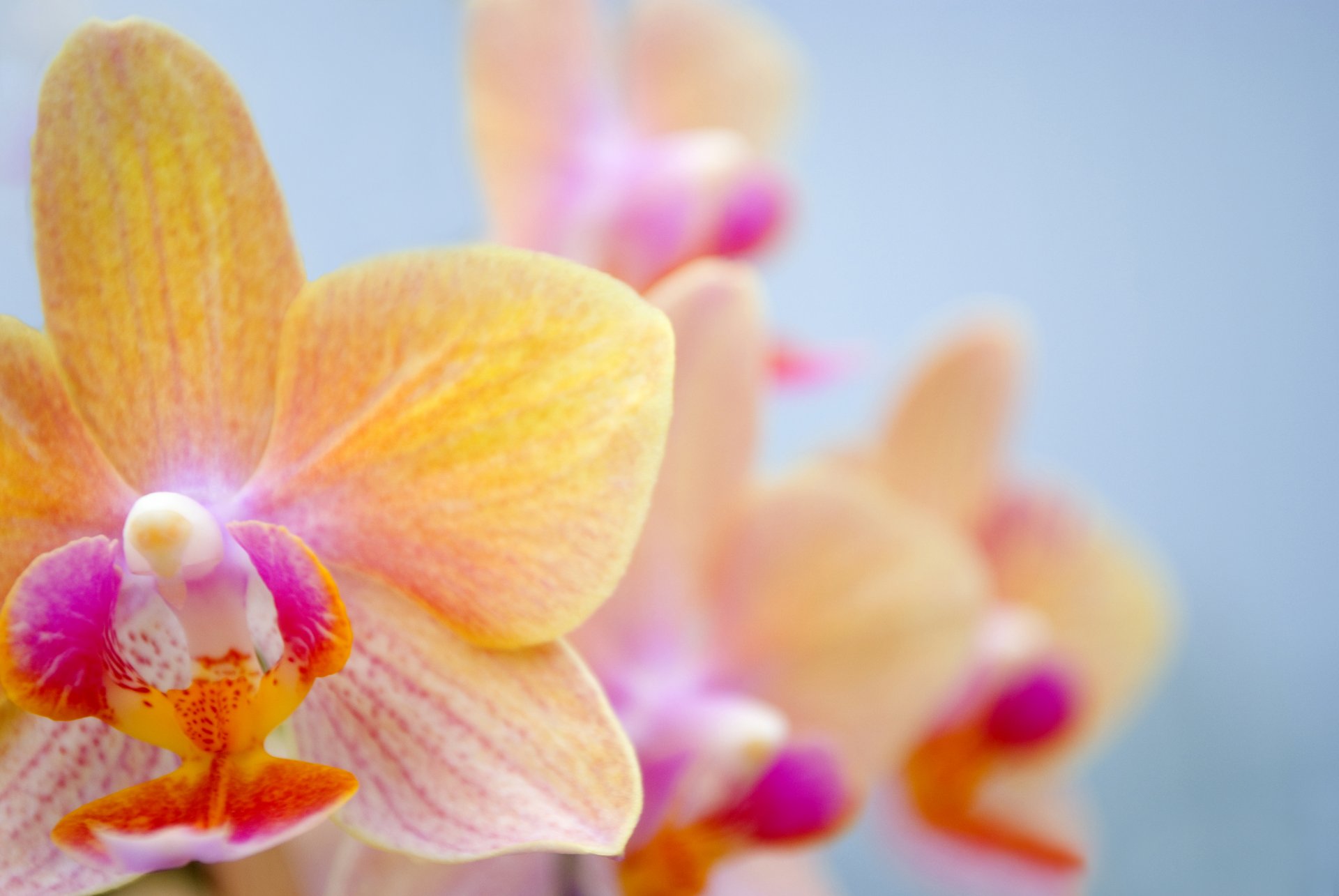 orchidee blume