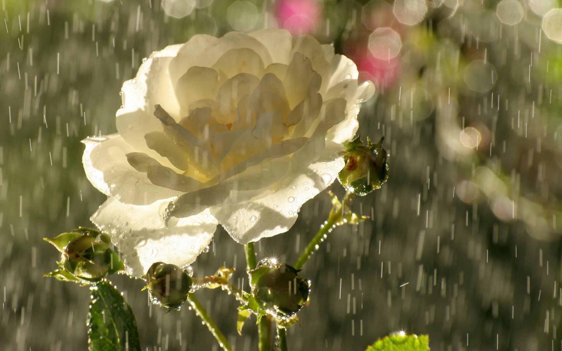 fiore tè rosa petali boccioli pioggia gocce abbagliamento