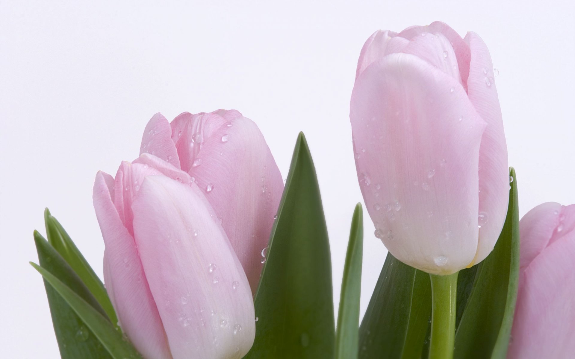 tulipes rossa tendresse