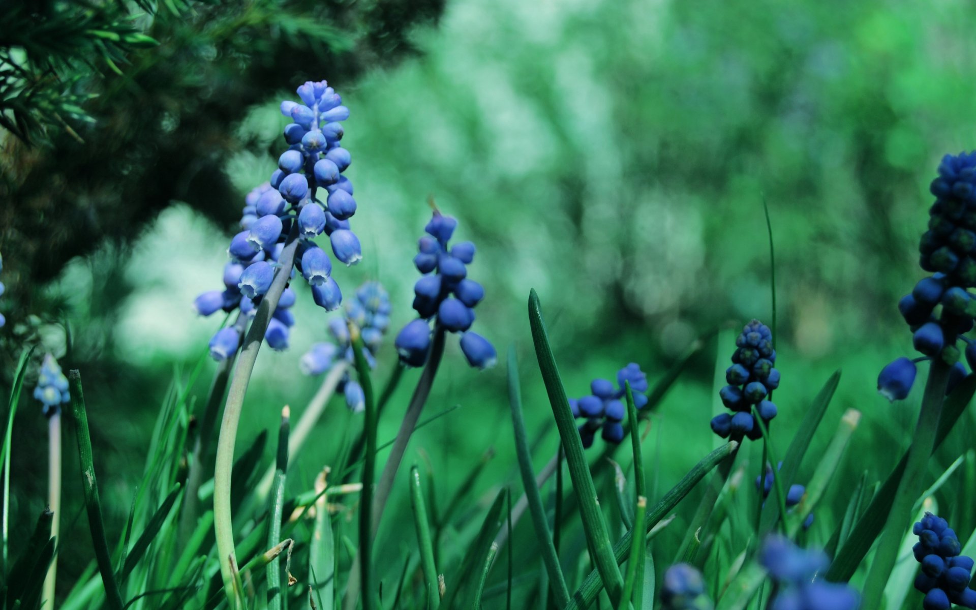 macro herbe fleurs muscari bleu plantes jardin vert couleur verdure branche éblouissement flou traitement nature