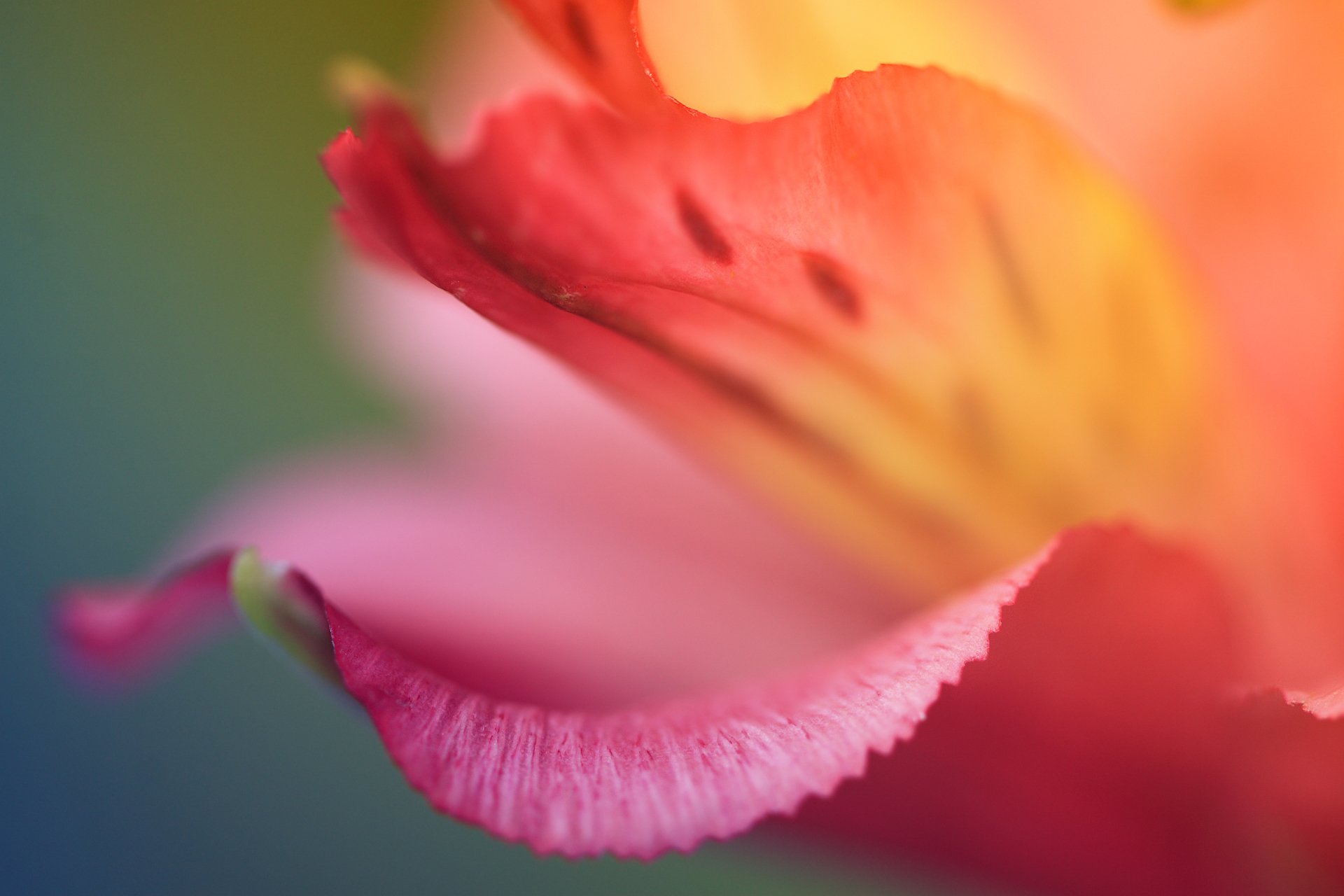 pétale rouge fleur couleur