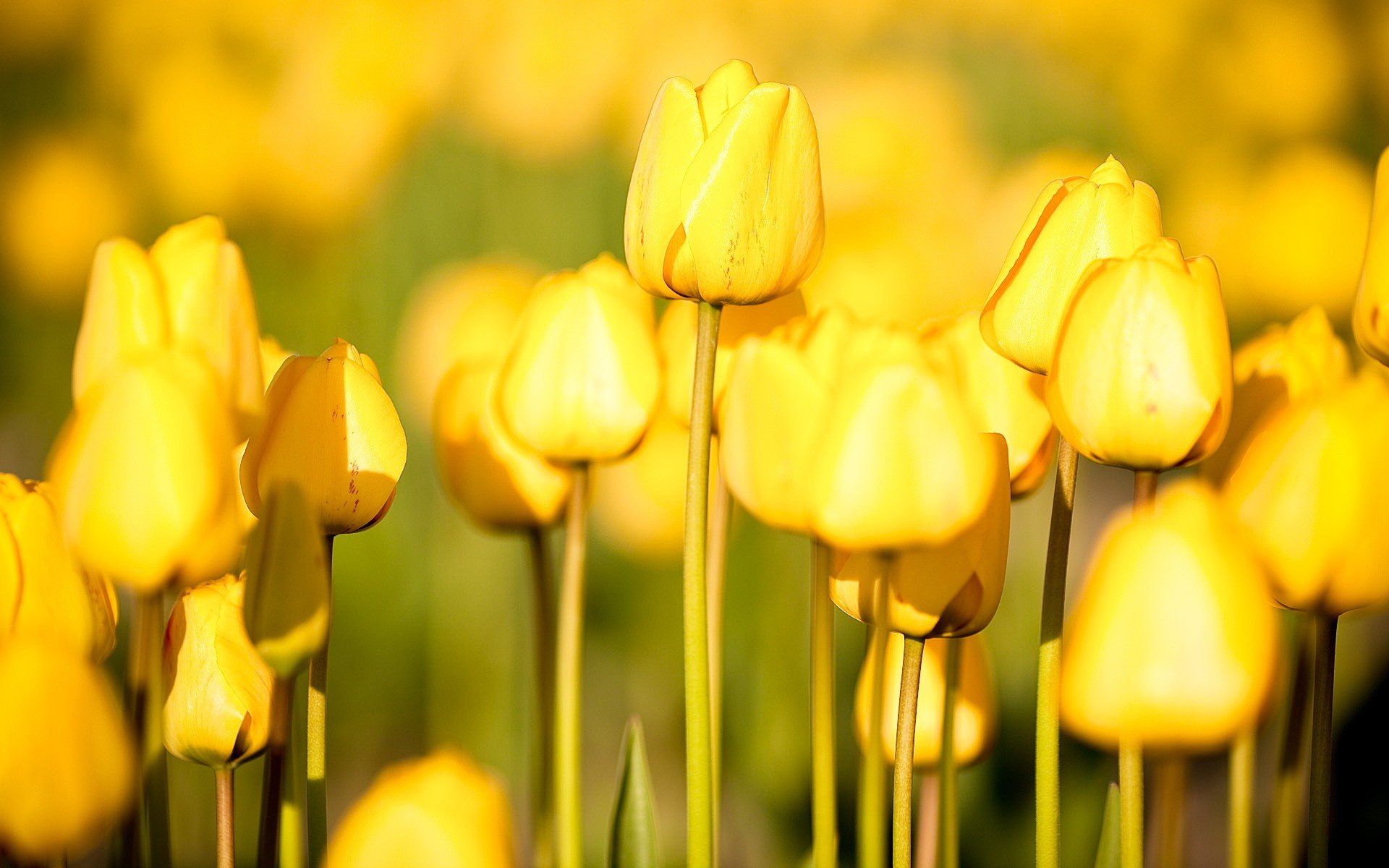 flores naturaleza tulipanes jardín flores de huerto imágenes gratis