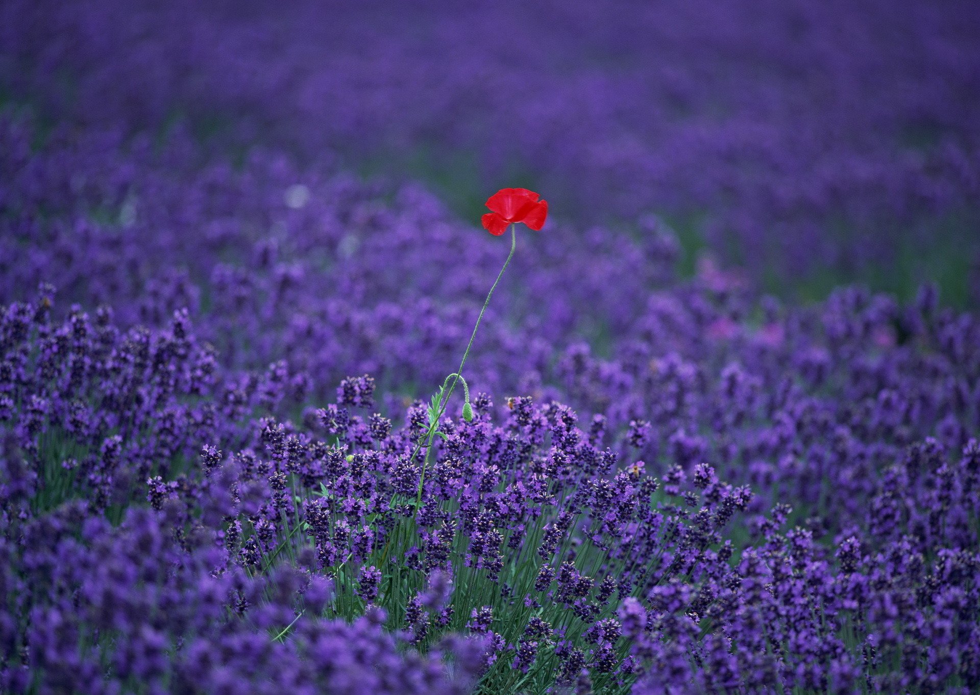 lavanda amapola campo flores