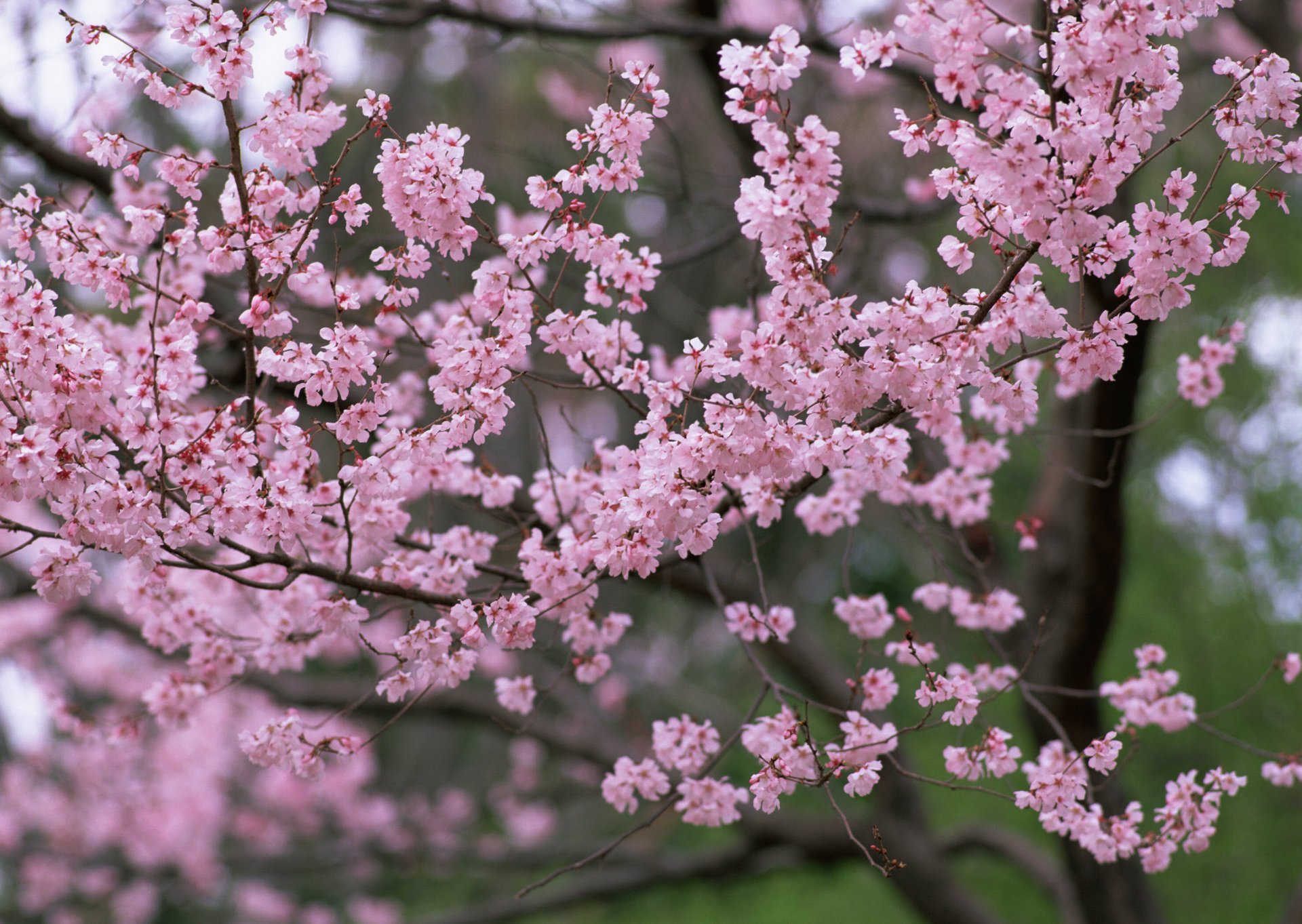 akura pink flower petals tree nature spring