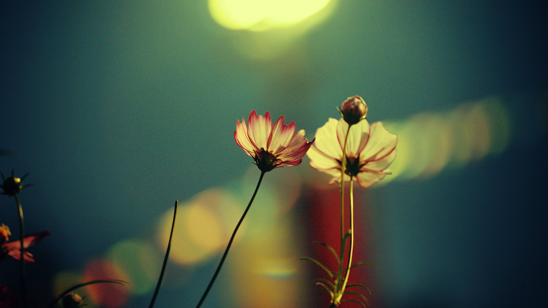 natur makro blumen pflanzen foto bild. tapete verarbeitung farbe