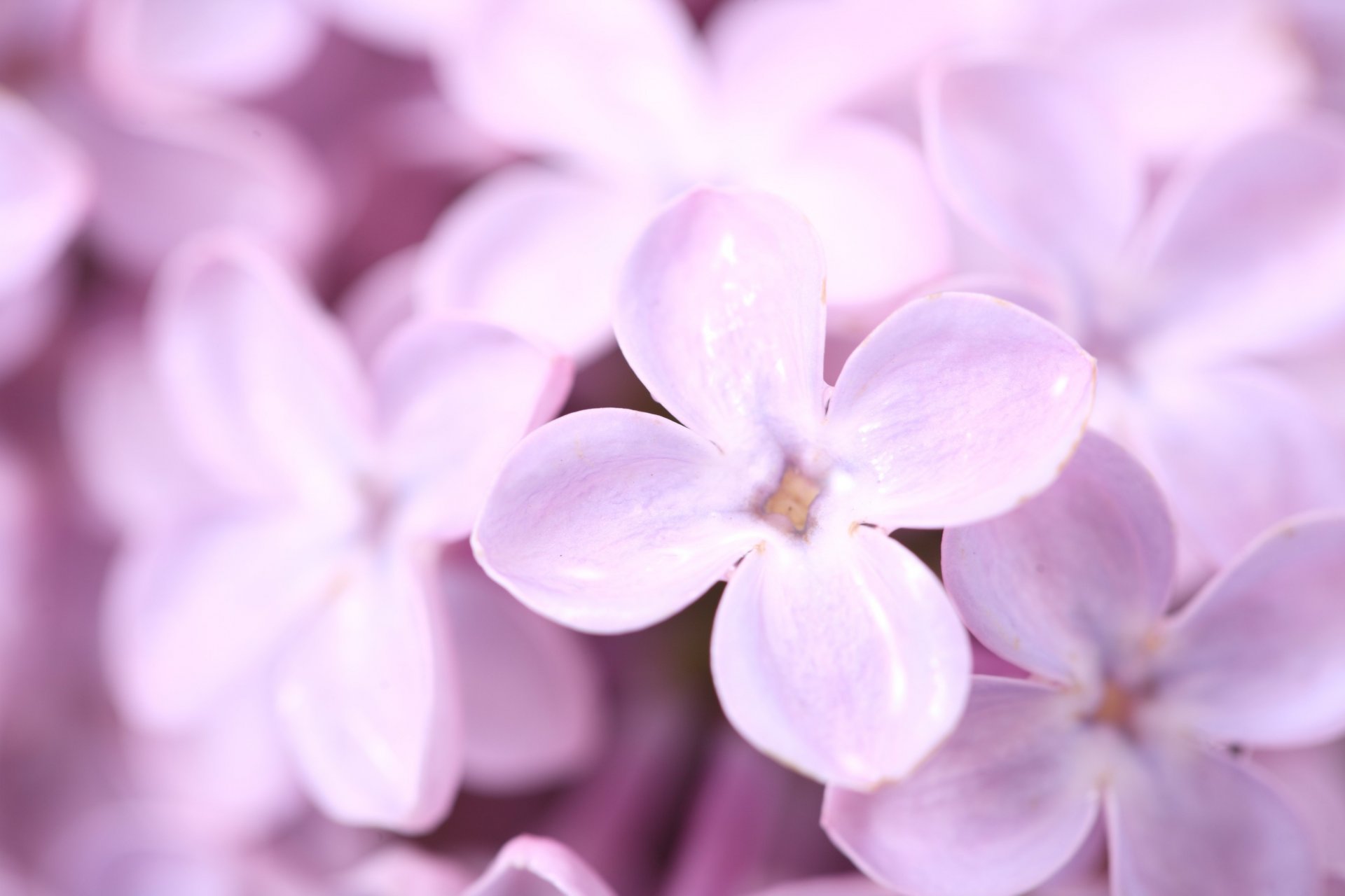 flieder blumen lila blütenblätter frühling