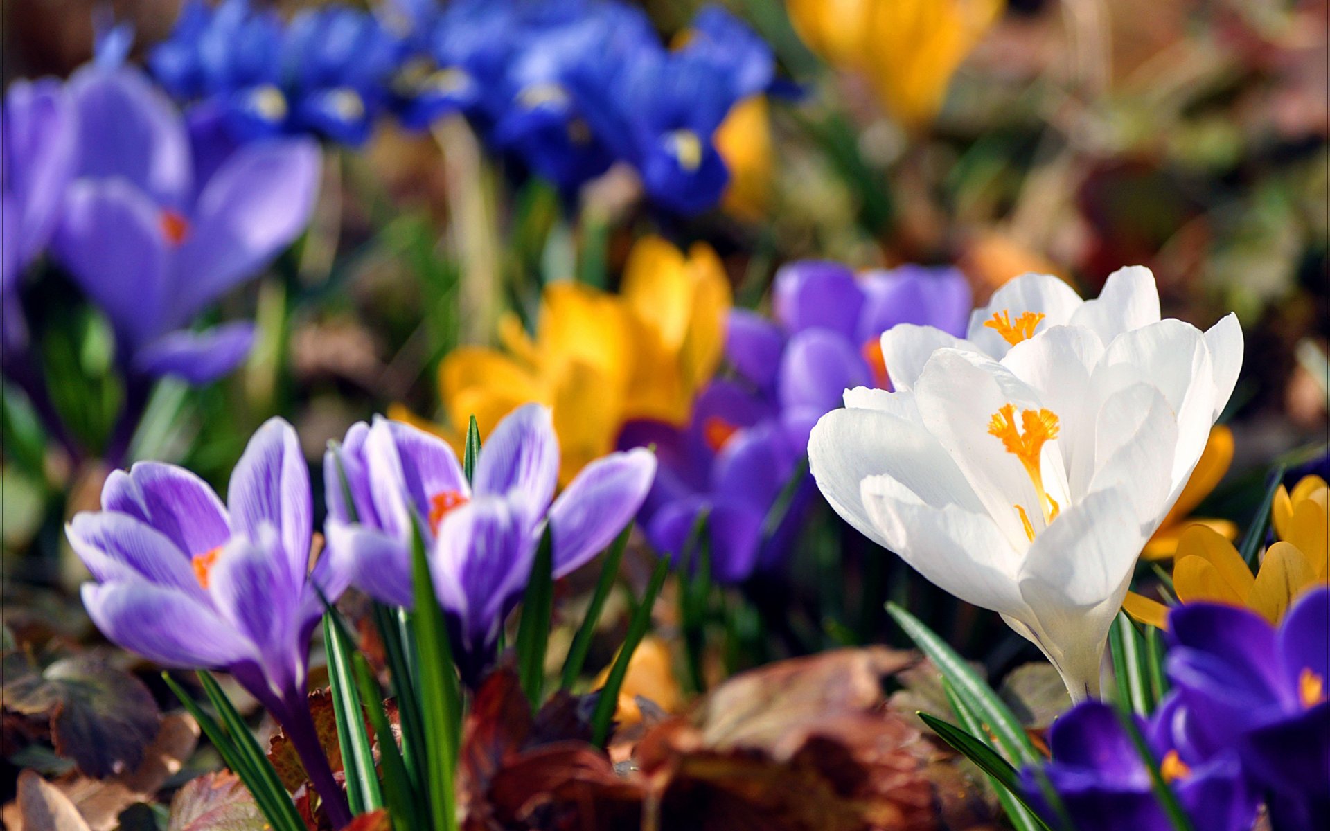 frühling blumen schneeglöckchen krokusse farben farben helligkeit gelb blau blätter grün hintergrund unschärfe