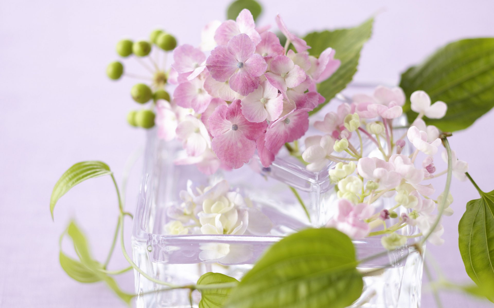 fleurs vase verre pétales feuilles