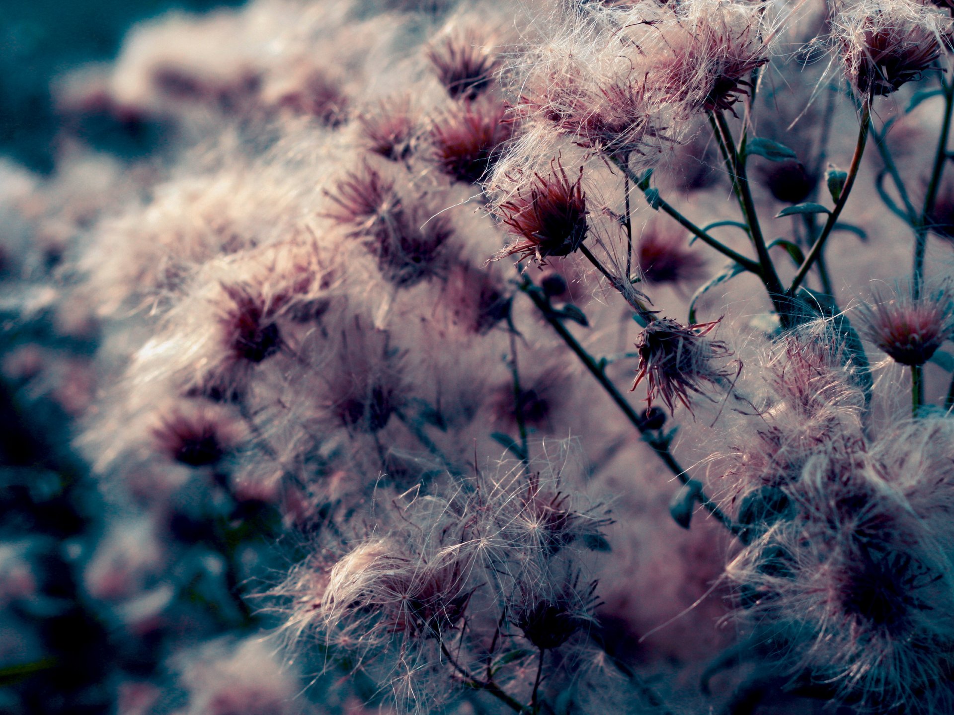 nature fleurs plantes photo macro fond fond d écran