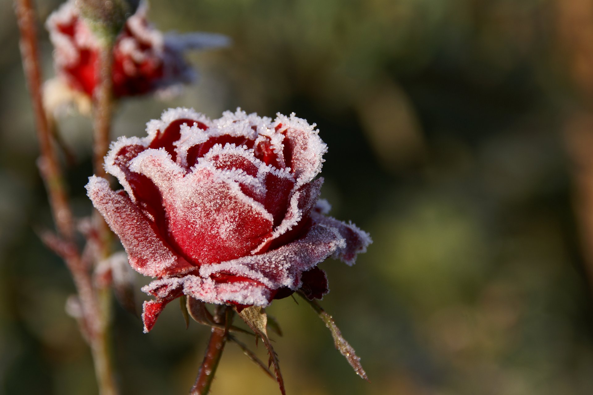 roses frost cool