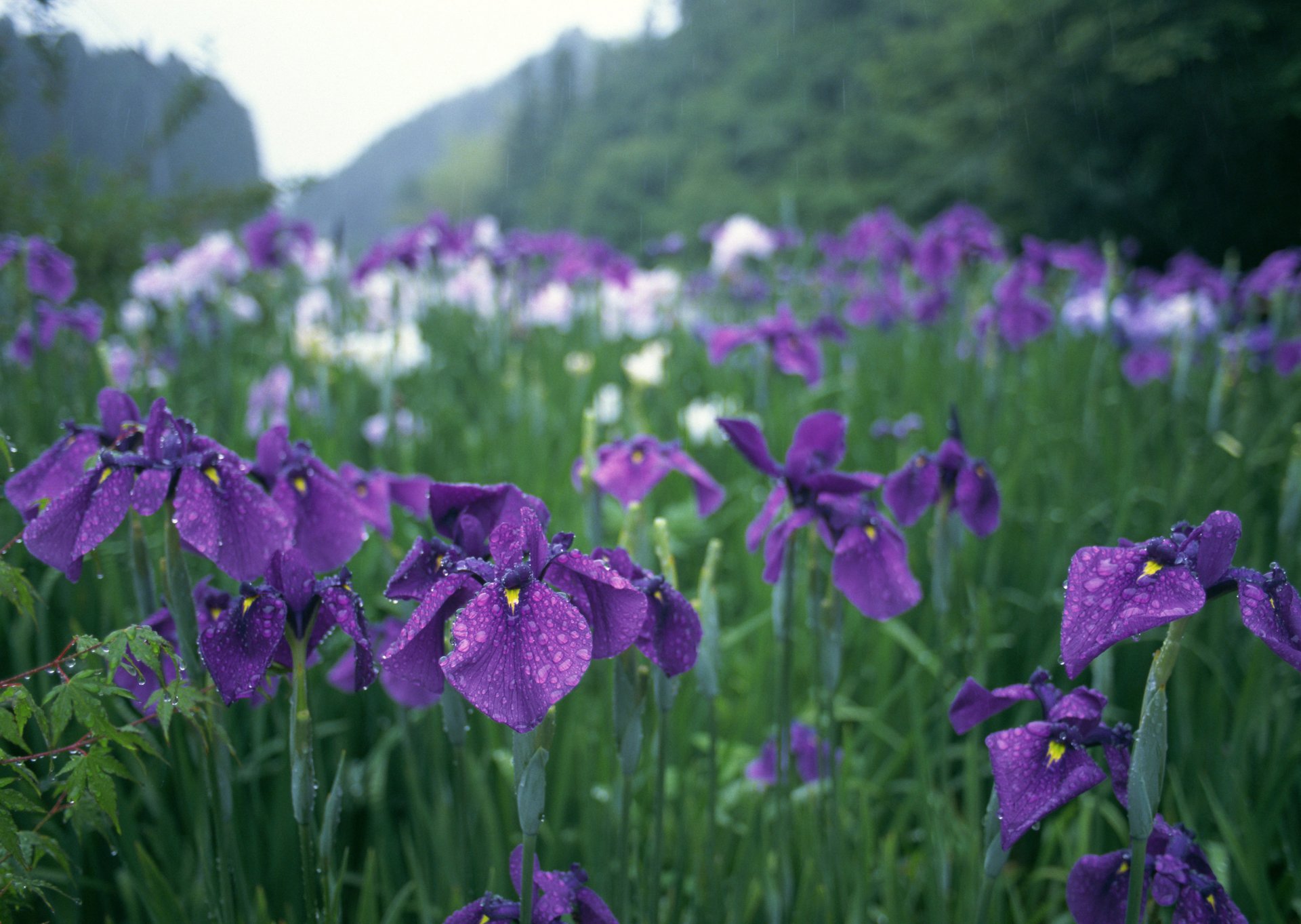 fleurs iris violet gouttes pluie verdure jardin japon