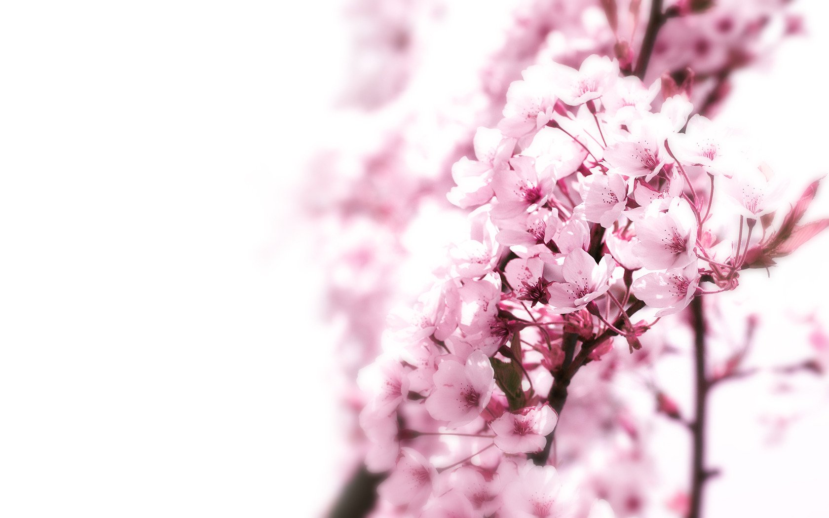 sakura arbre japon macro fond rose