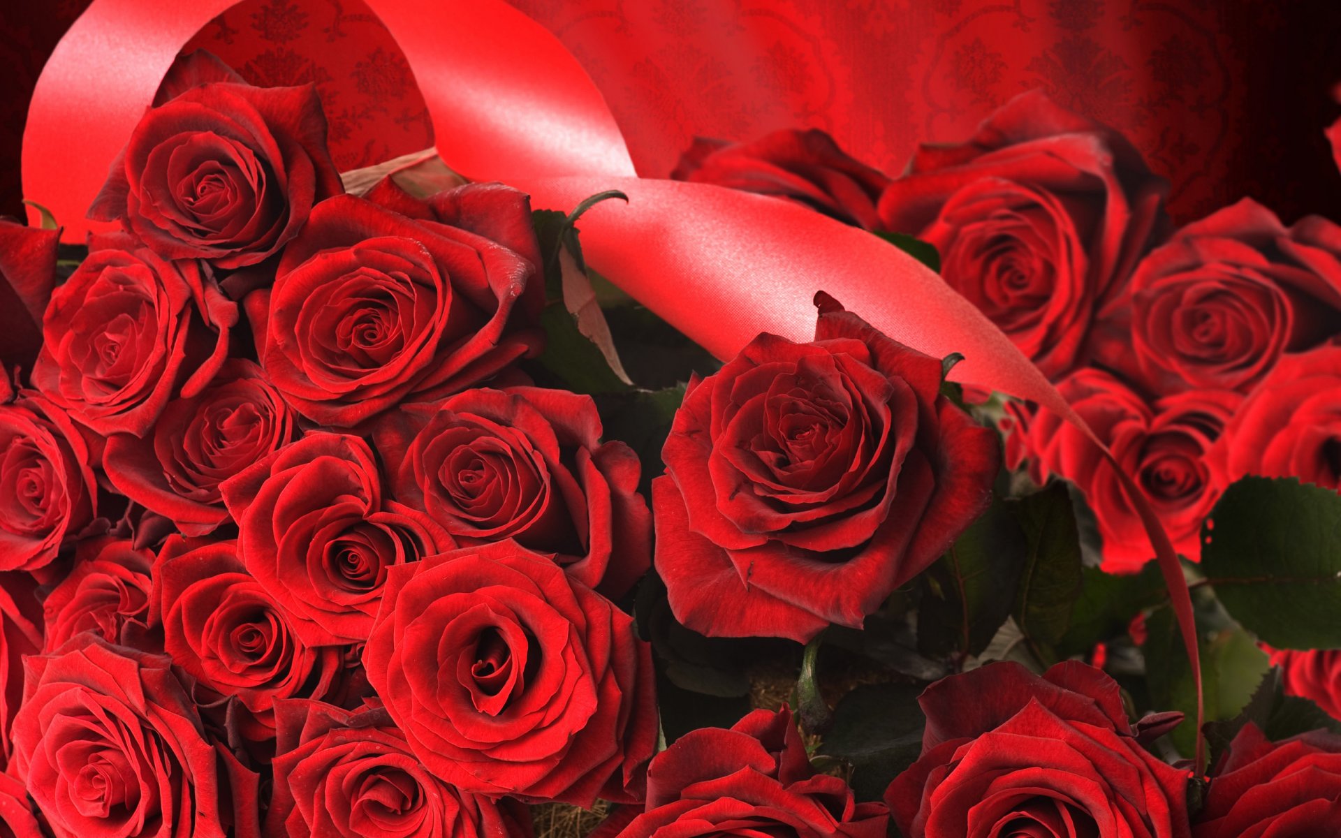 rose roses ruban rouge