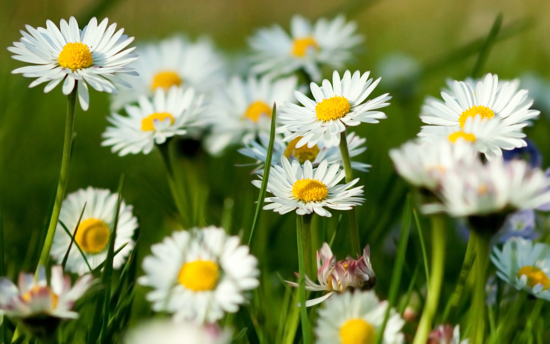 été herbe verdure marguerites