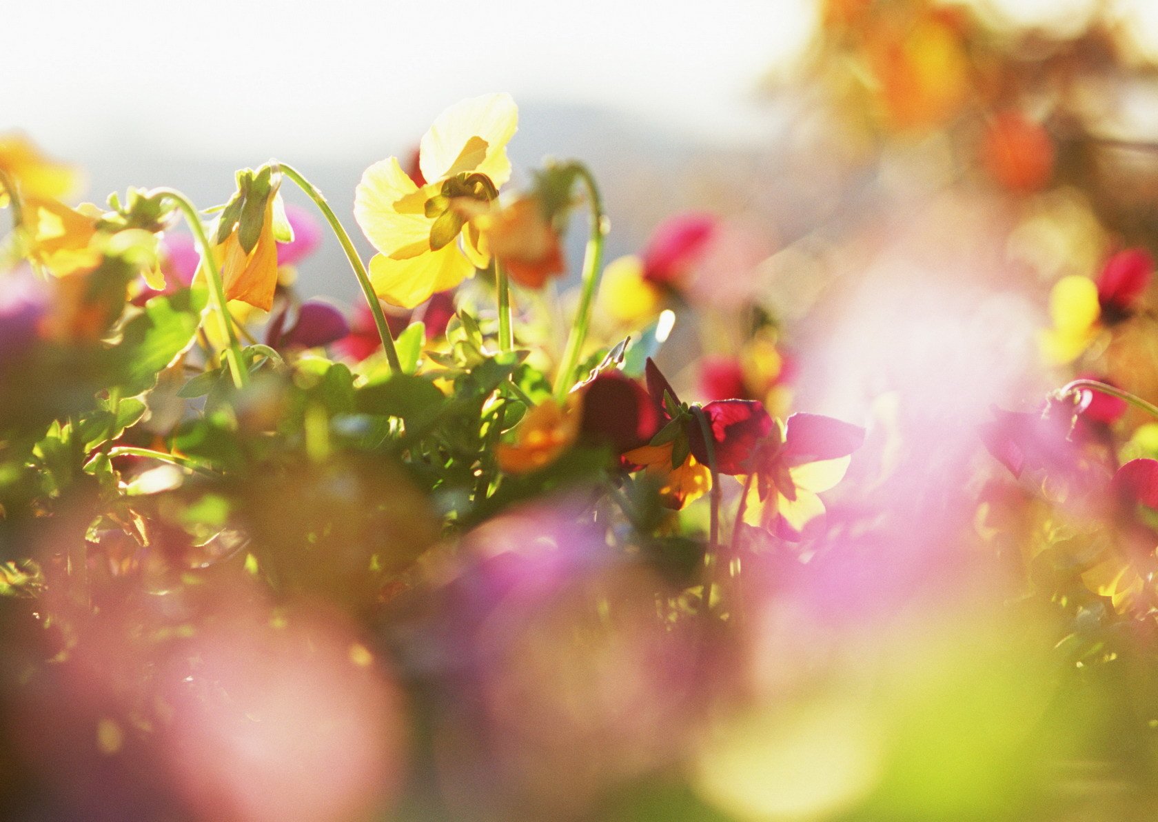 flower close up plants rays sun petals brightne