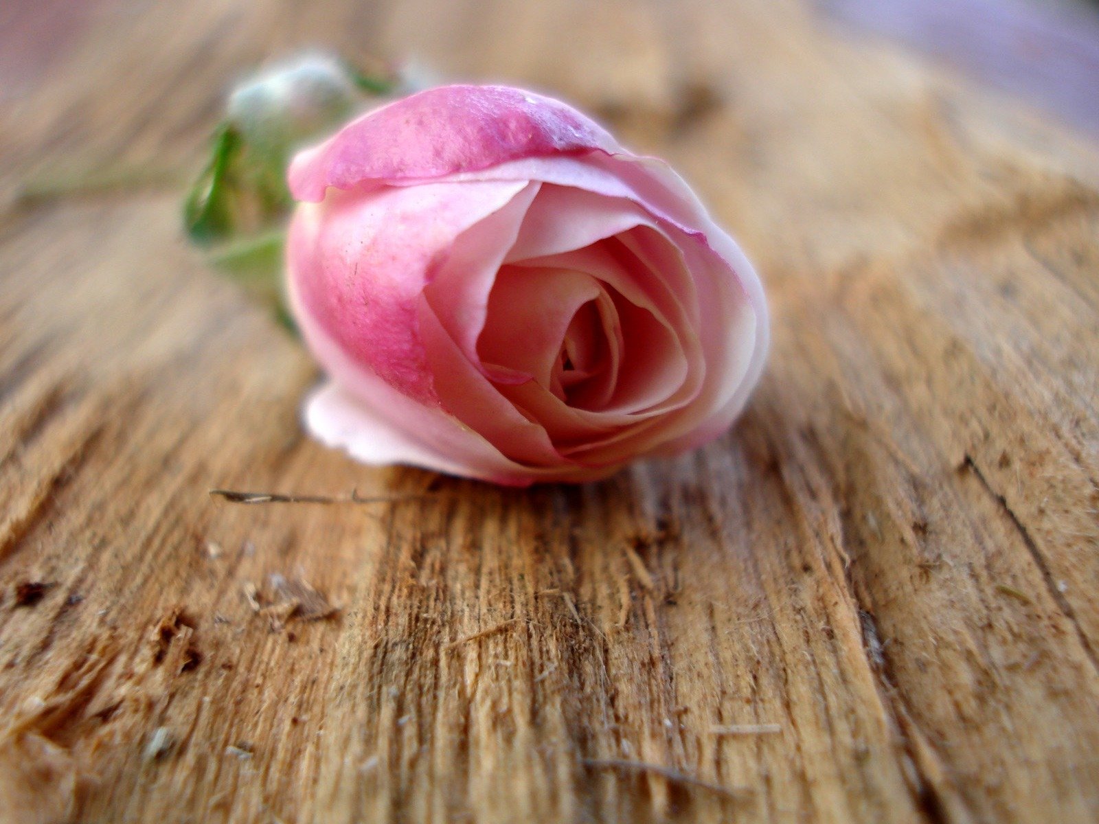 fiori rosa legno macro natura