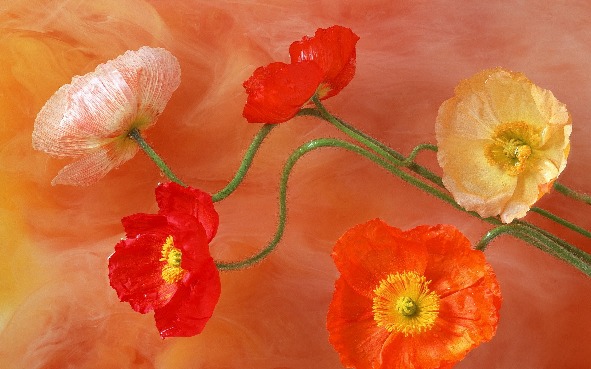 patrón flores amapolas tallo pétalos centro colores pinturas brillo