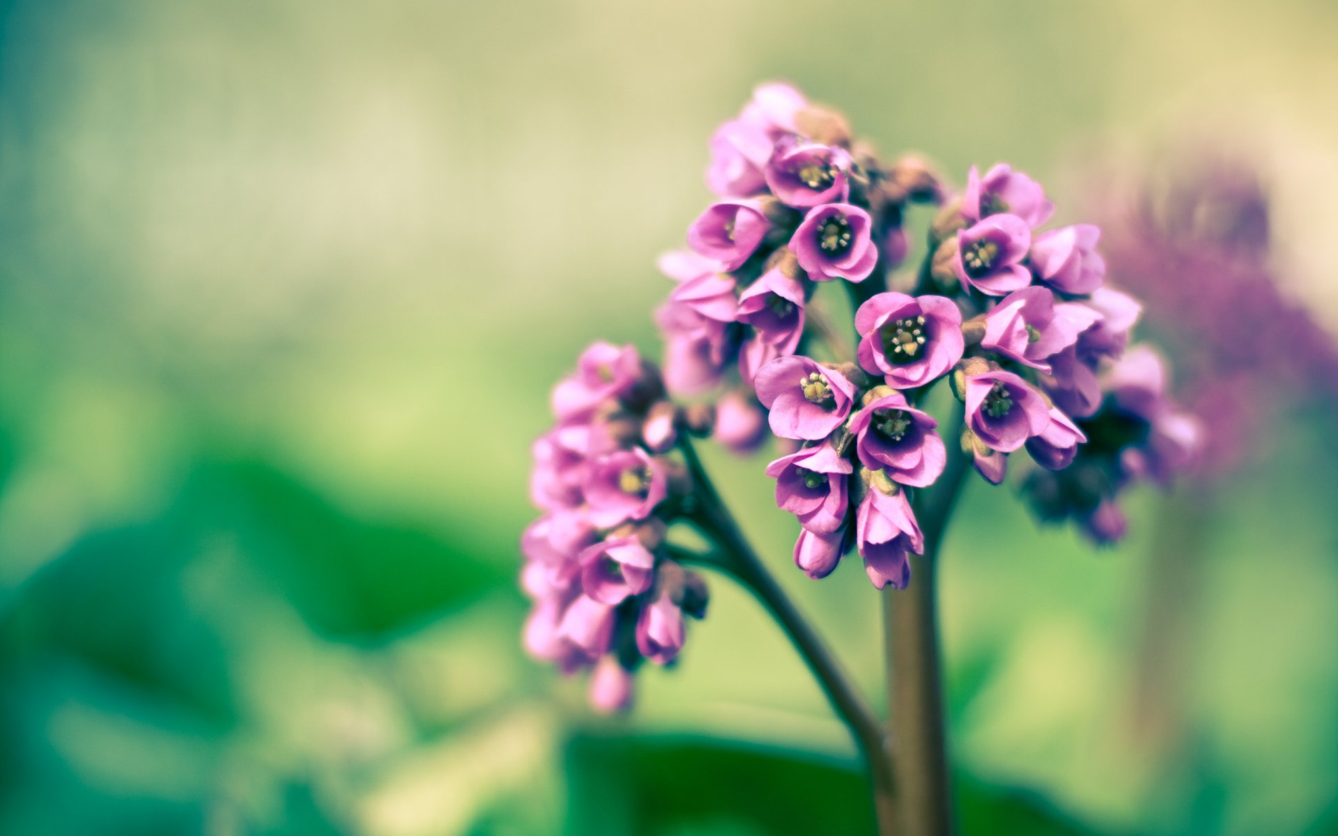 pring purple close up