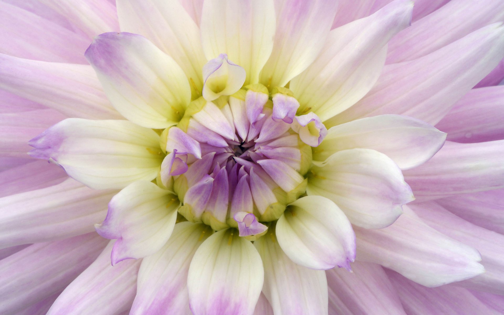 dahlia violet bourgeon pétales