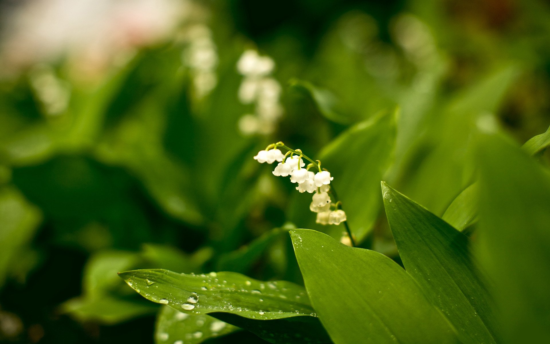 fleurs modestie blanc plantes nature beauté forêt jardin parc